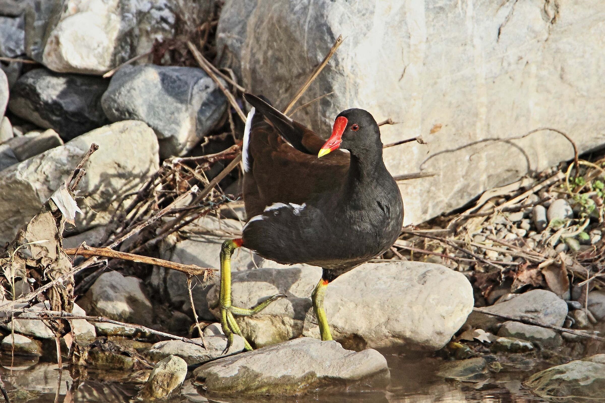 Gallinella (Gallinula Chloropus)