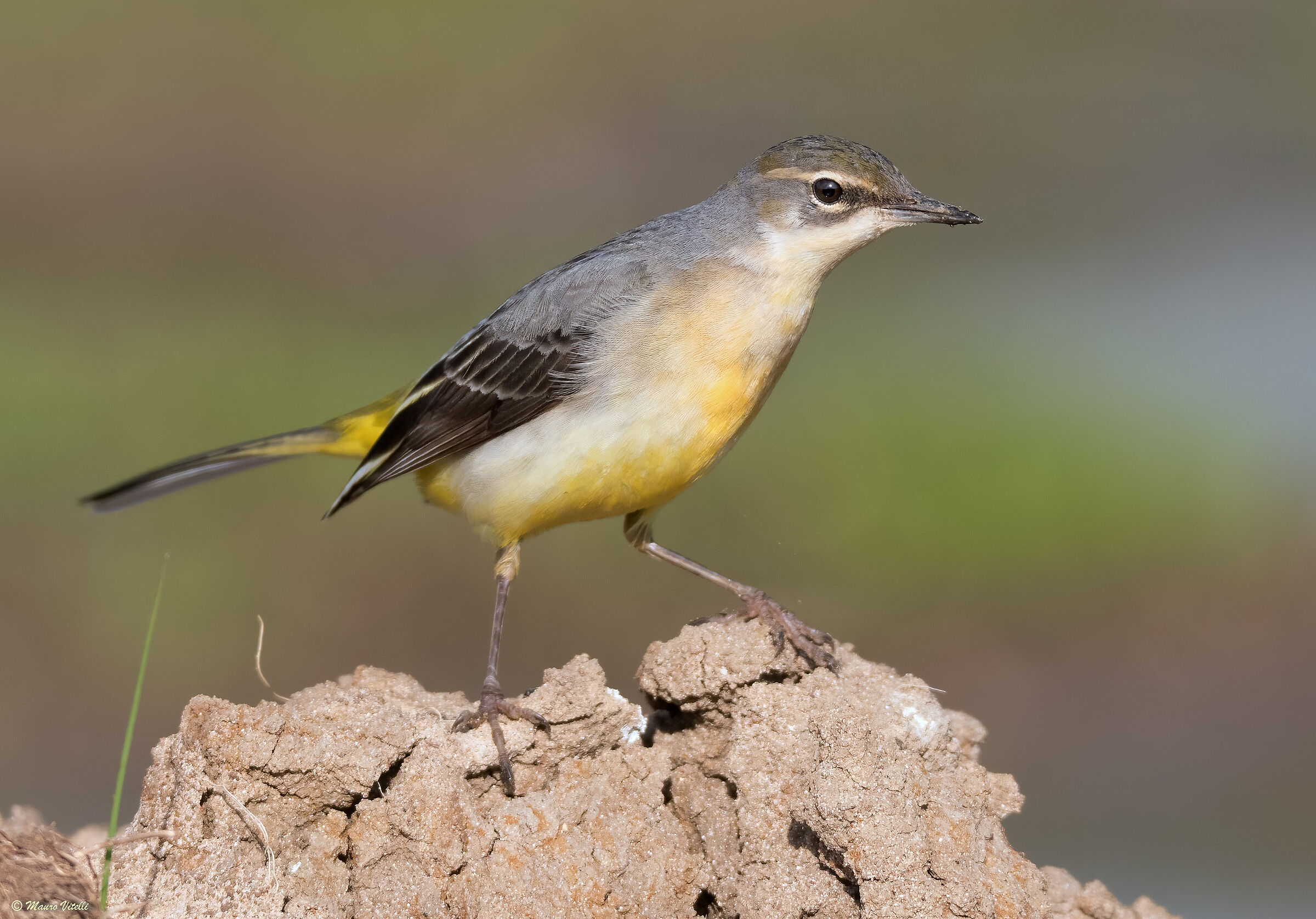Yellow wagtail (Motacilla cinerea)