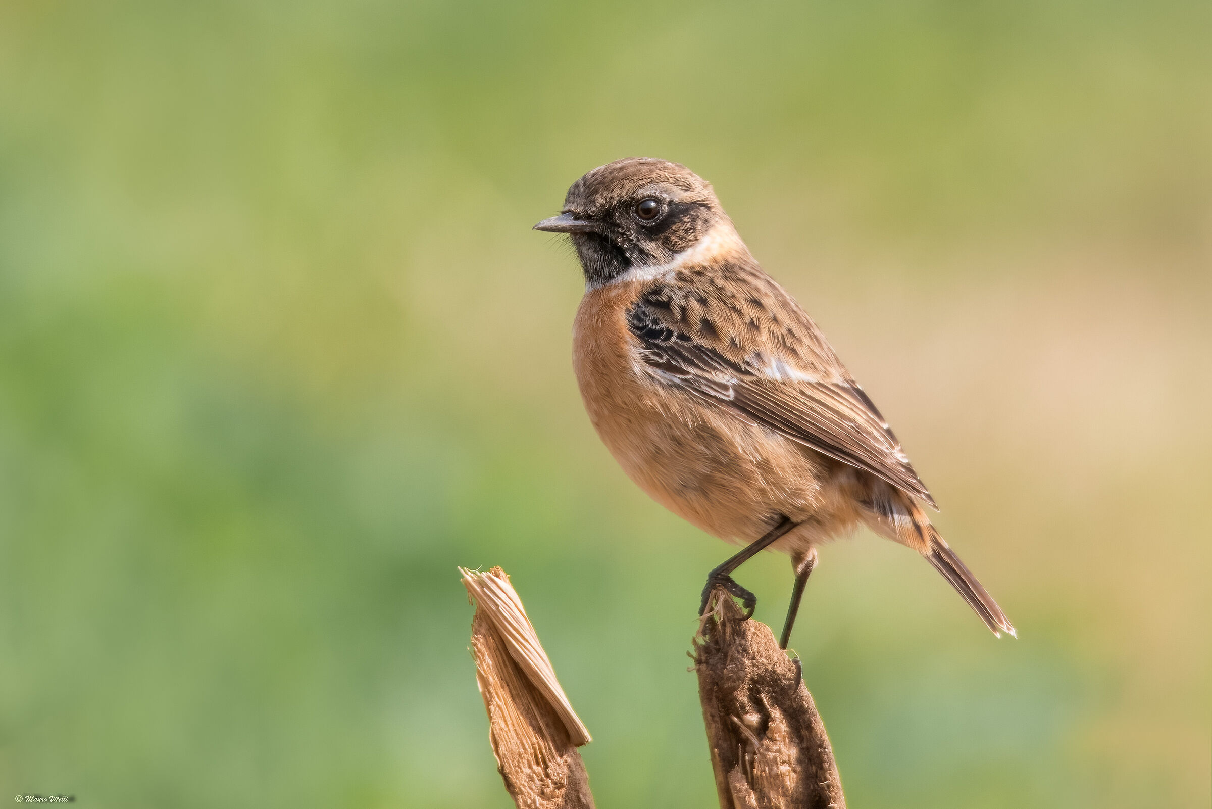 Saltimpalo (Saxicola torquatus)