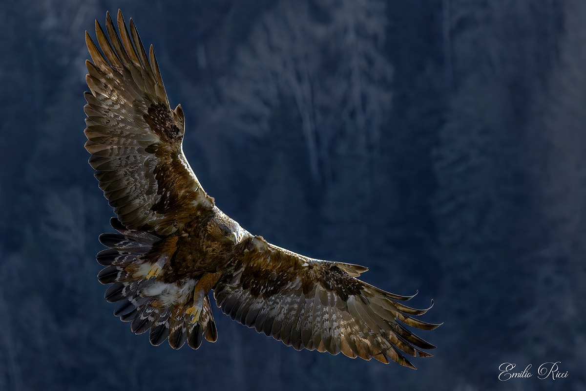 Golden Eagle Italian Alps