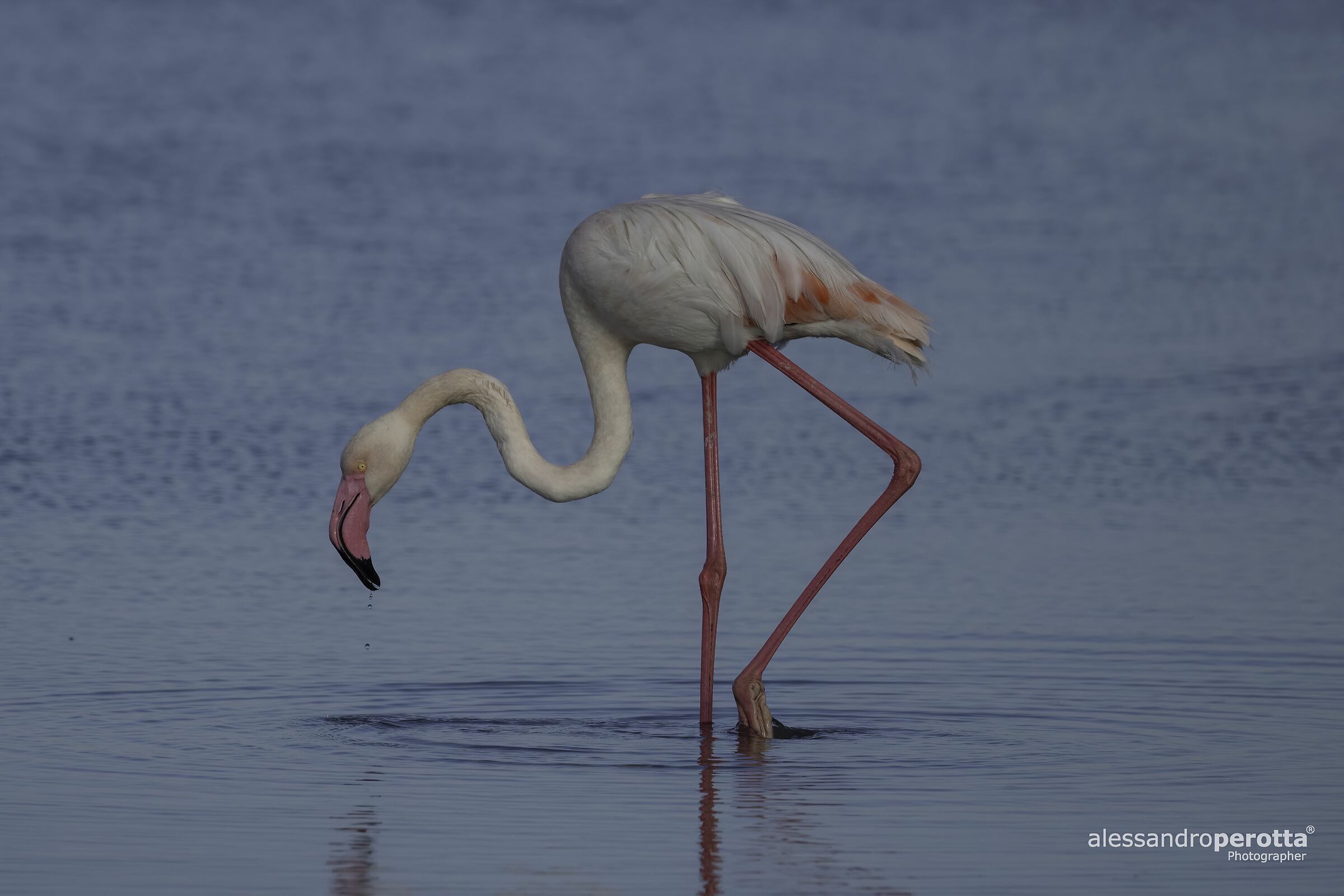 Phoenicopterus