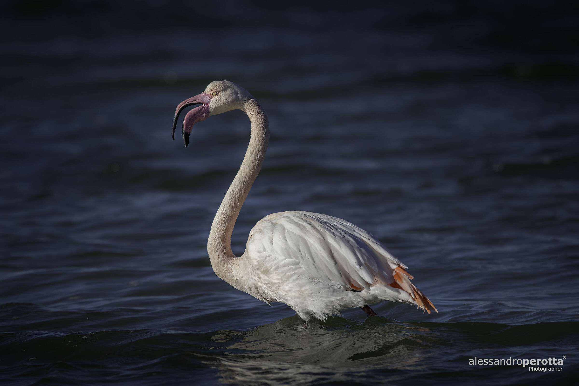 Phoenicopterus
