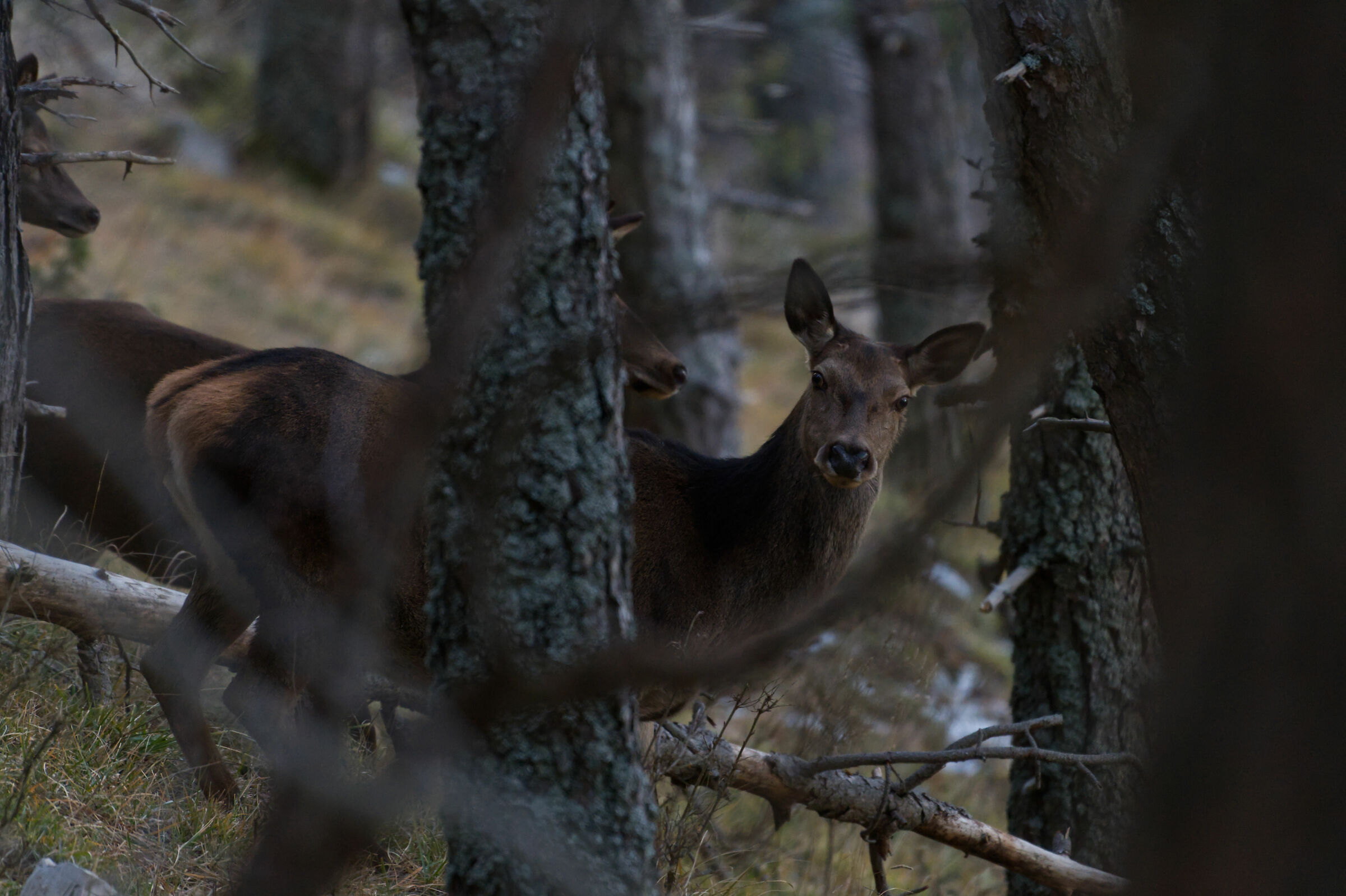 Cervus elaphus femmina