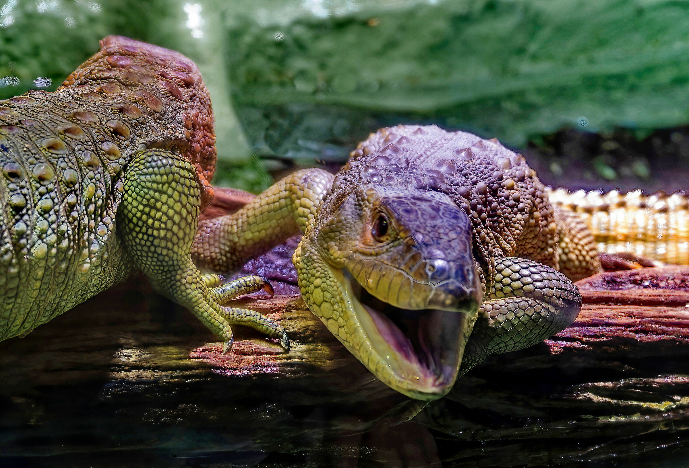 Ma Voi ... Non avete Fame ?