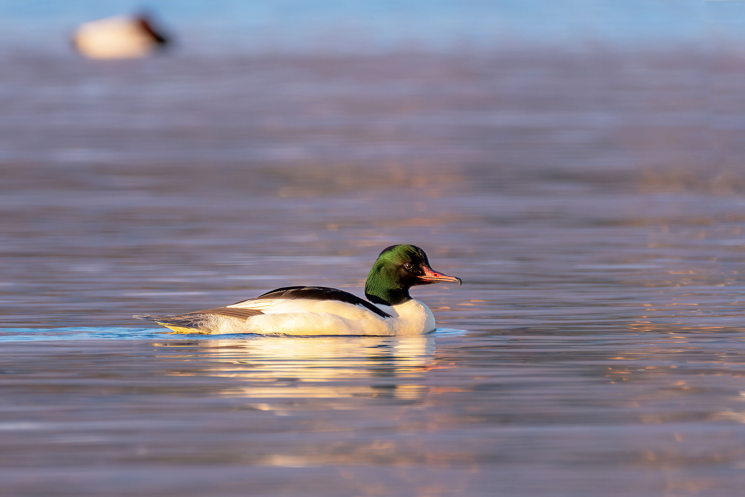Male Merganser
