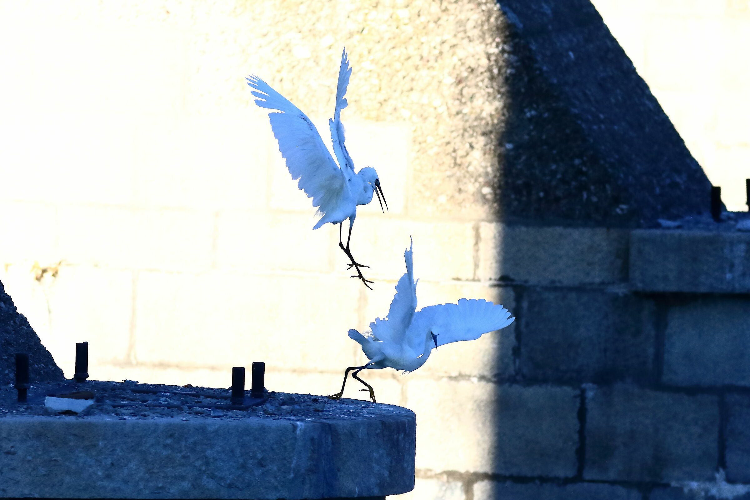 Egrets 08-08-2023
