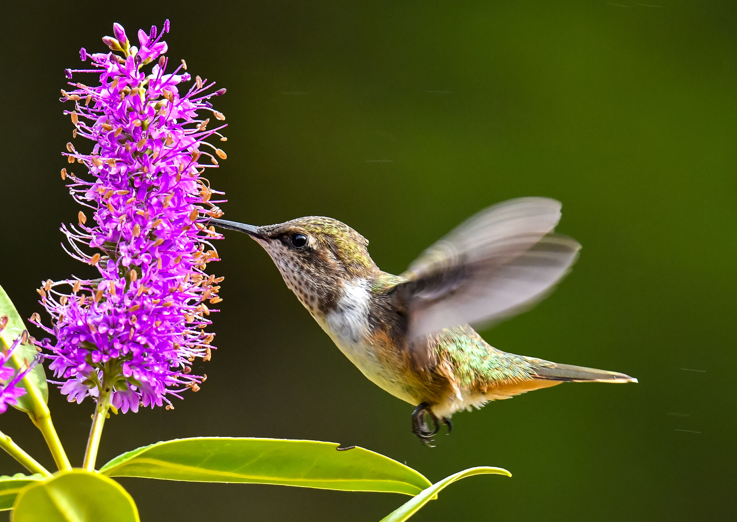 The Flight of the Hummingbird