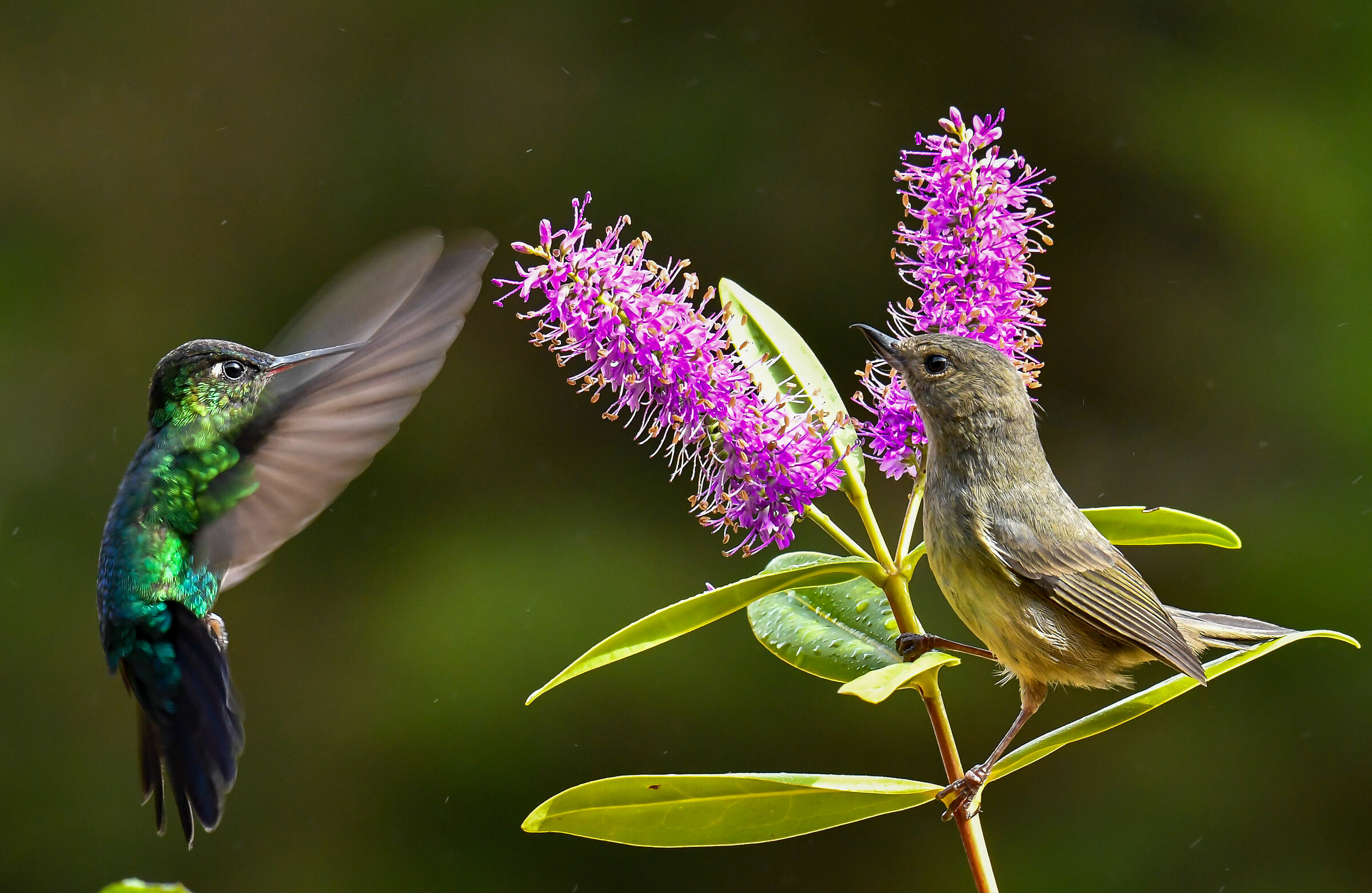 The Bucafiori and the Hummingbird