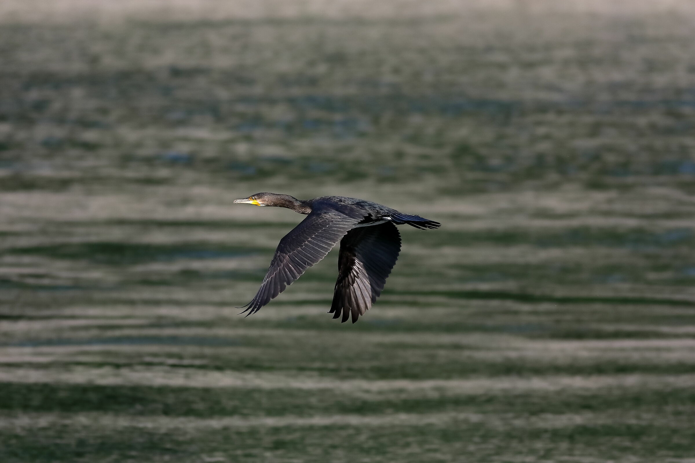 Cormorant 09-08-2023