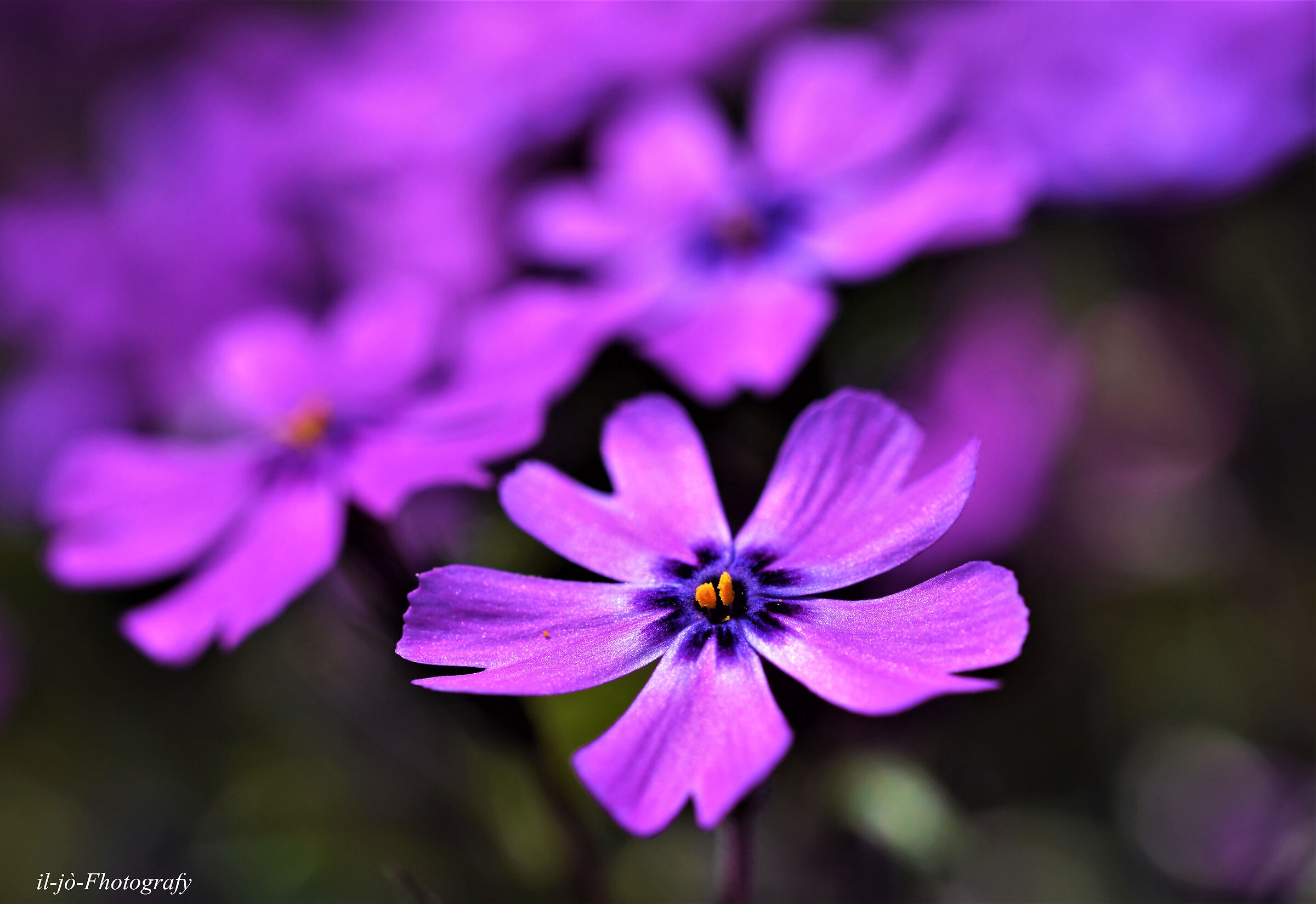 Untitled Photo