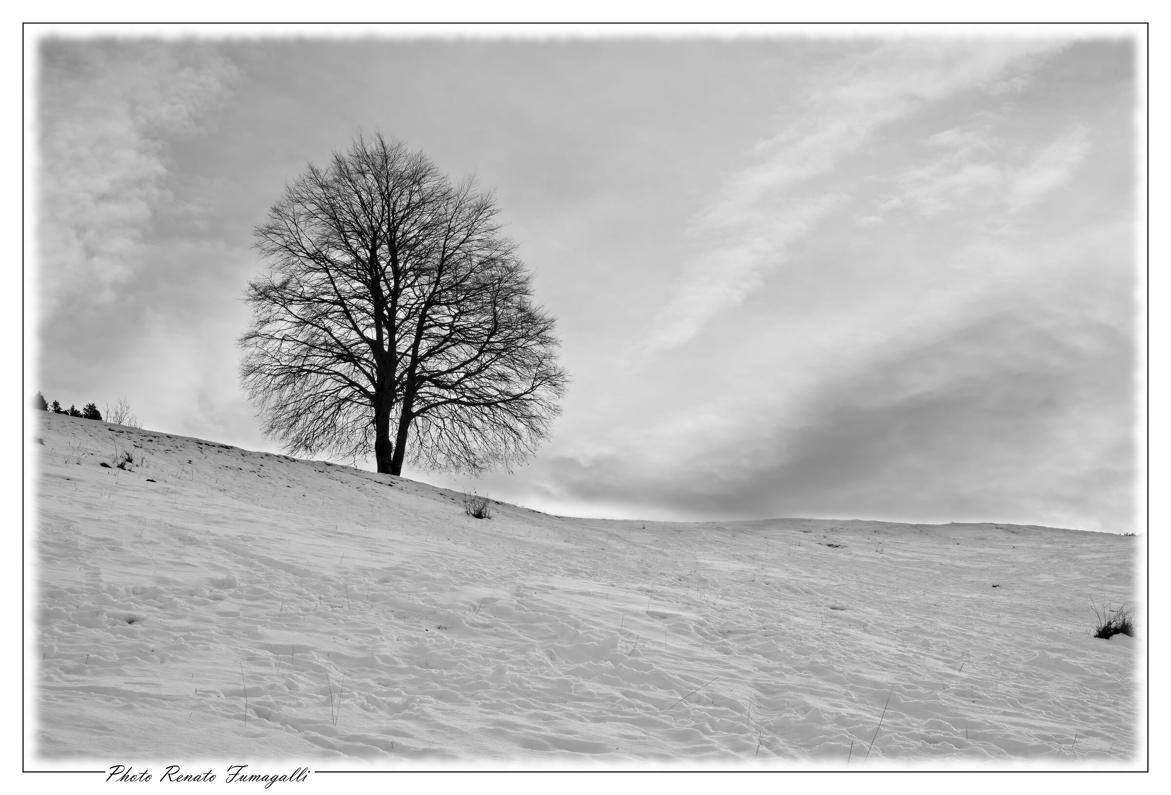 The Lonely Beech
