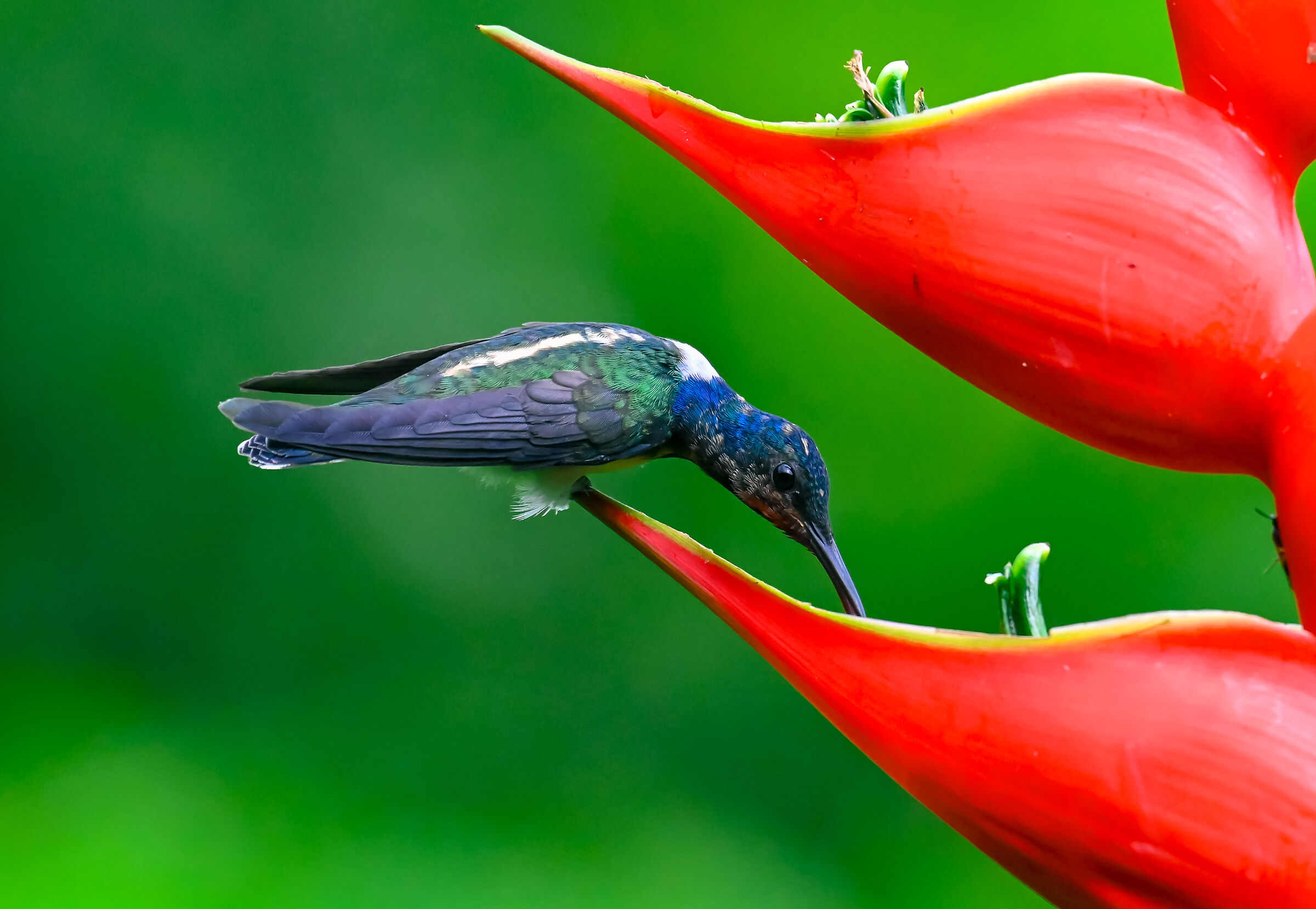 Lunch on the Heliconia