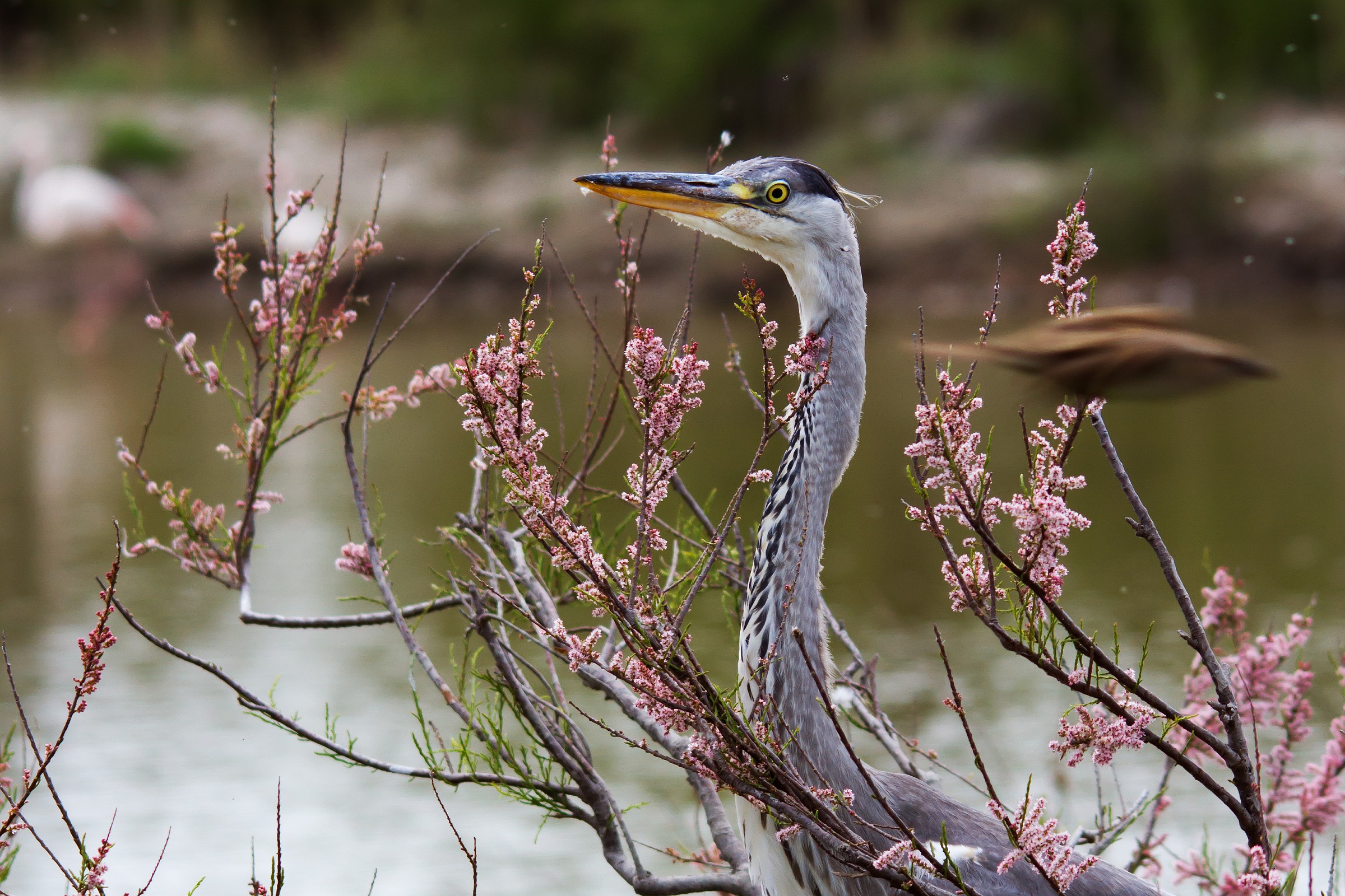 Heron in the Camargue
