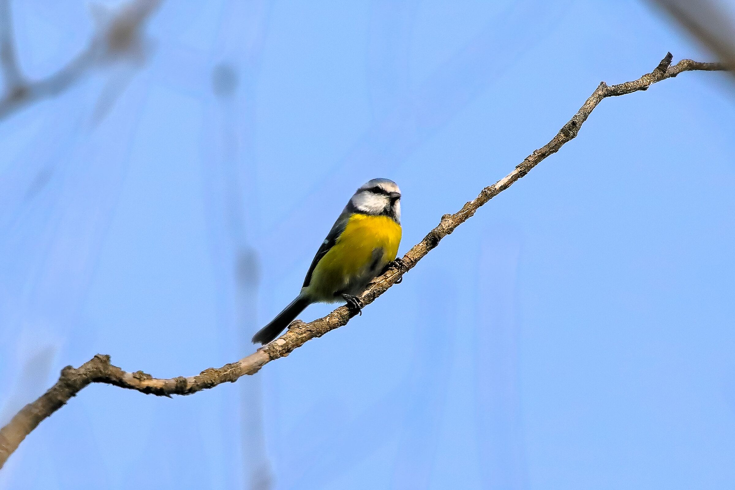 Cinciarella 11-10-2023