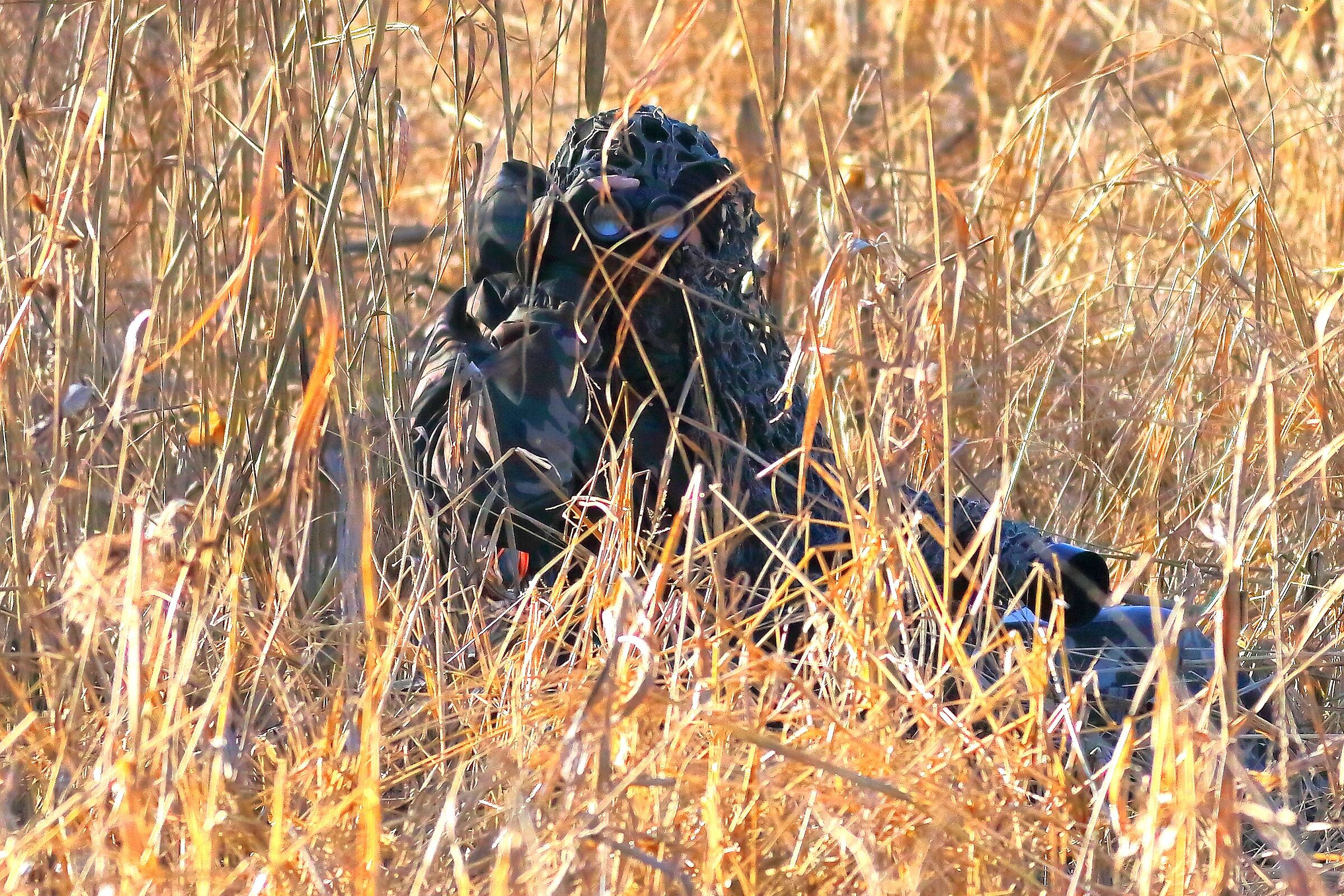 Camouflaged 19-12-2023