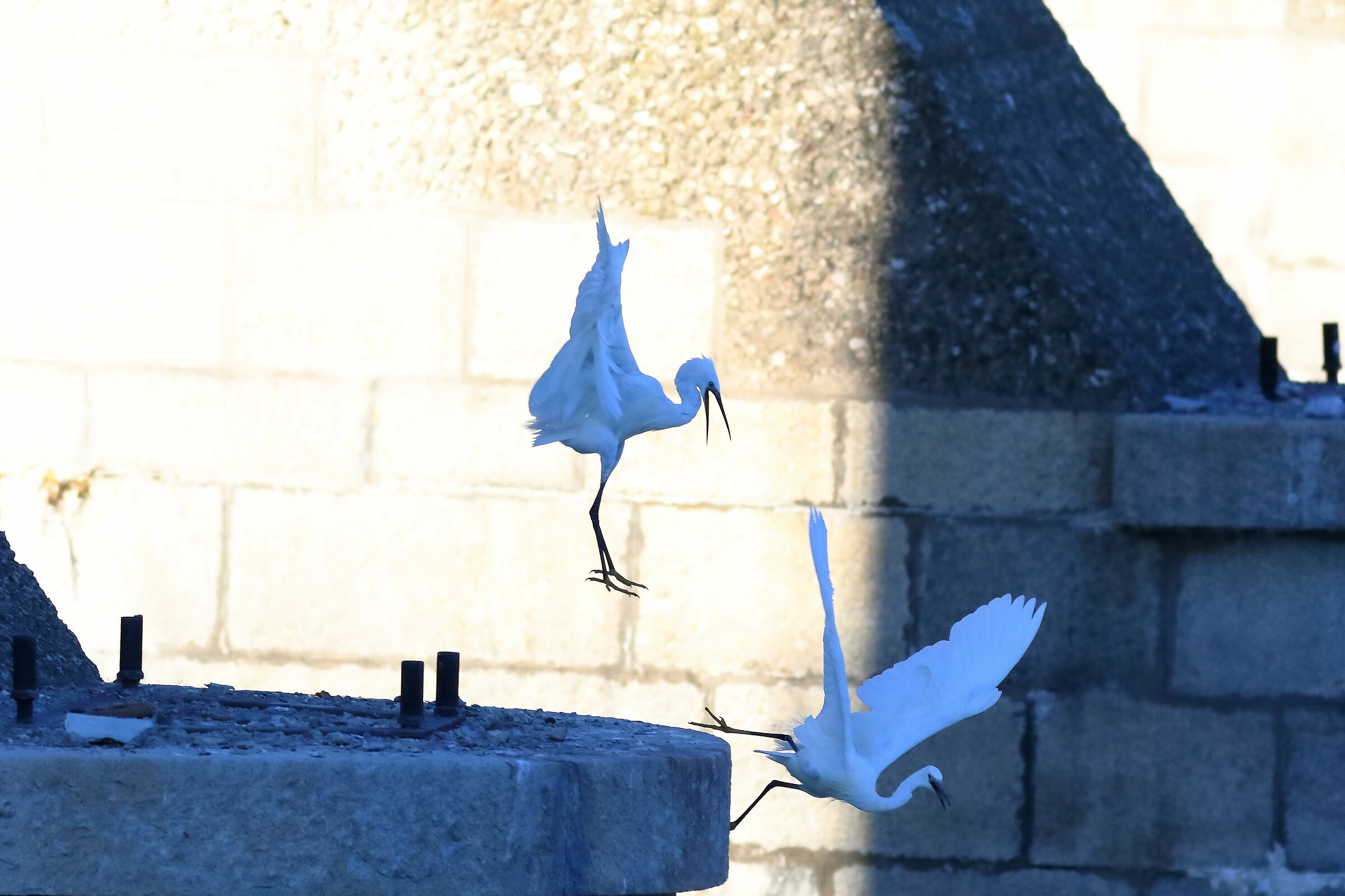 Little Egret 08-08-2023