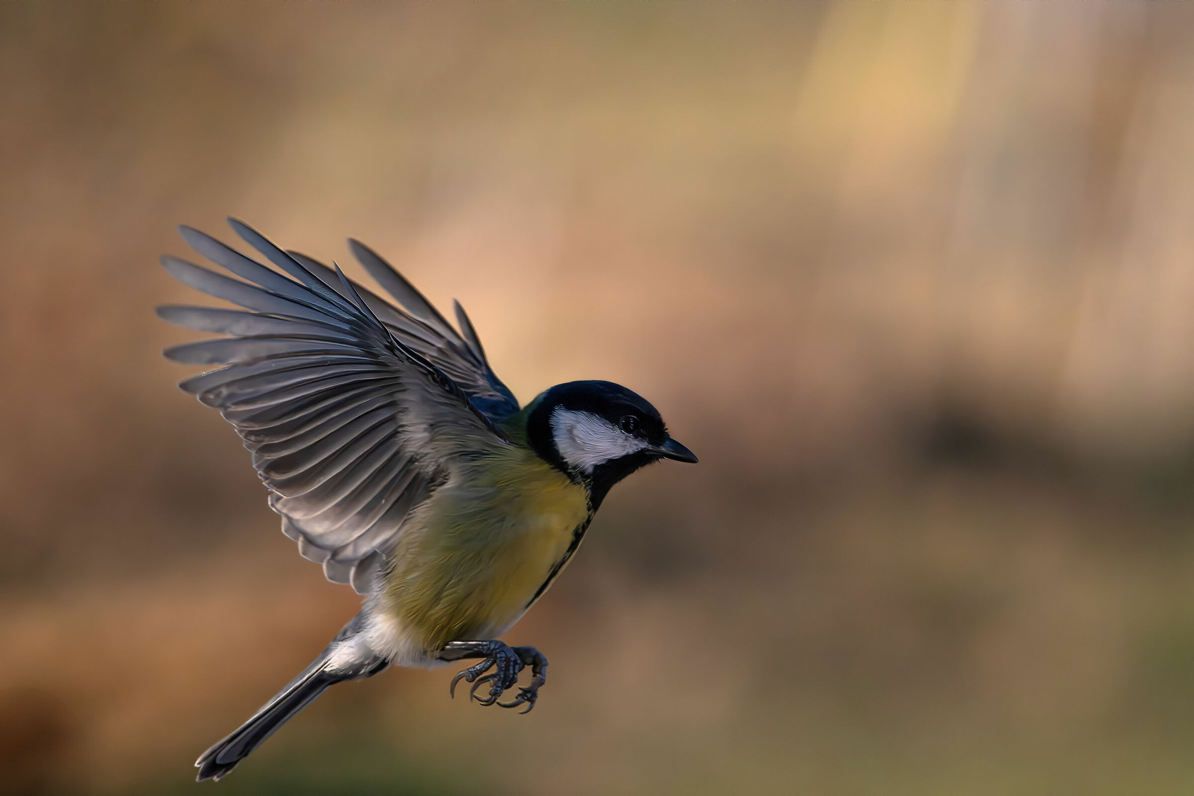 Landing #capannocora