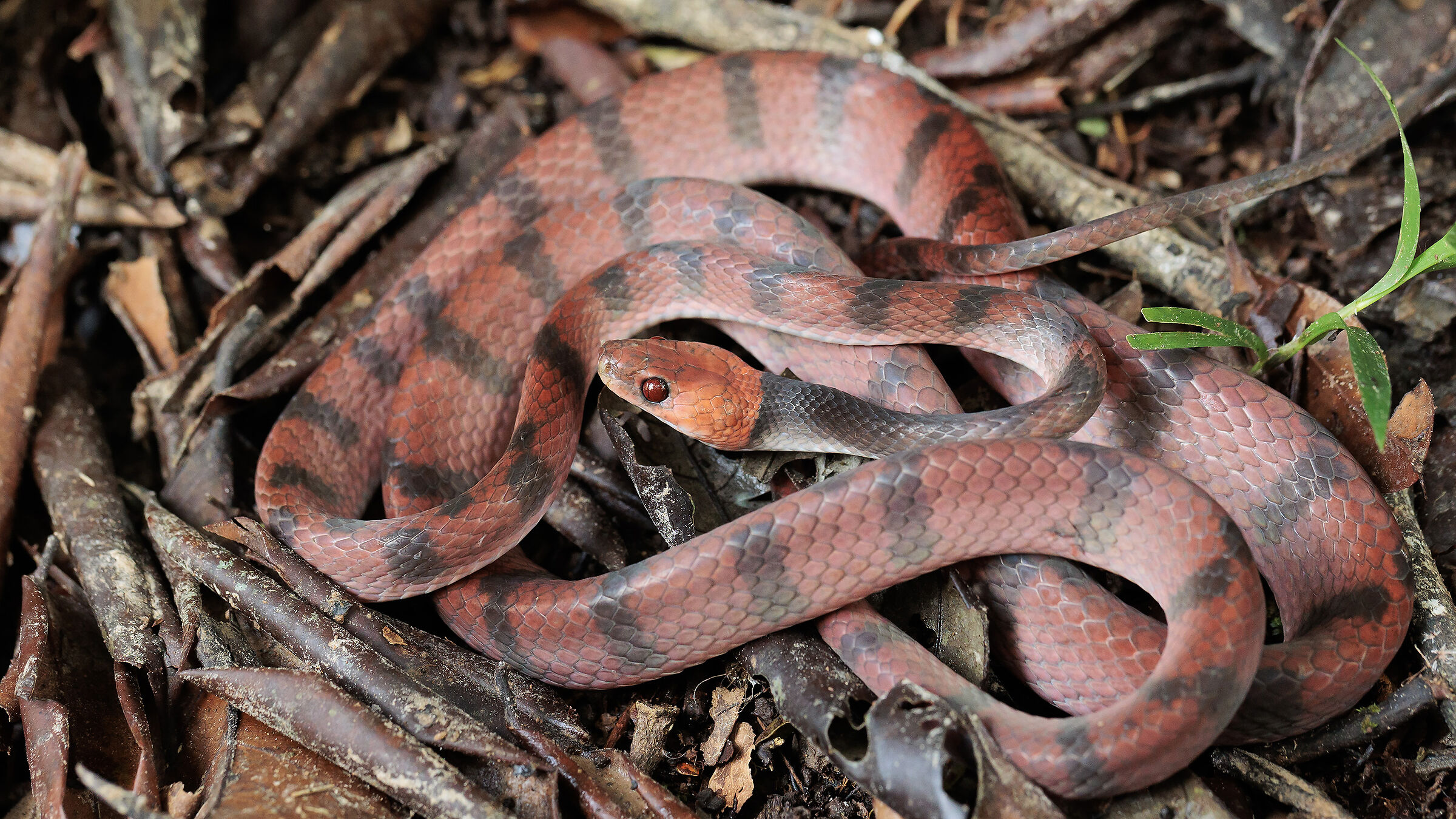 Siphlophis compressus