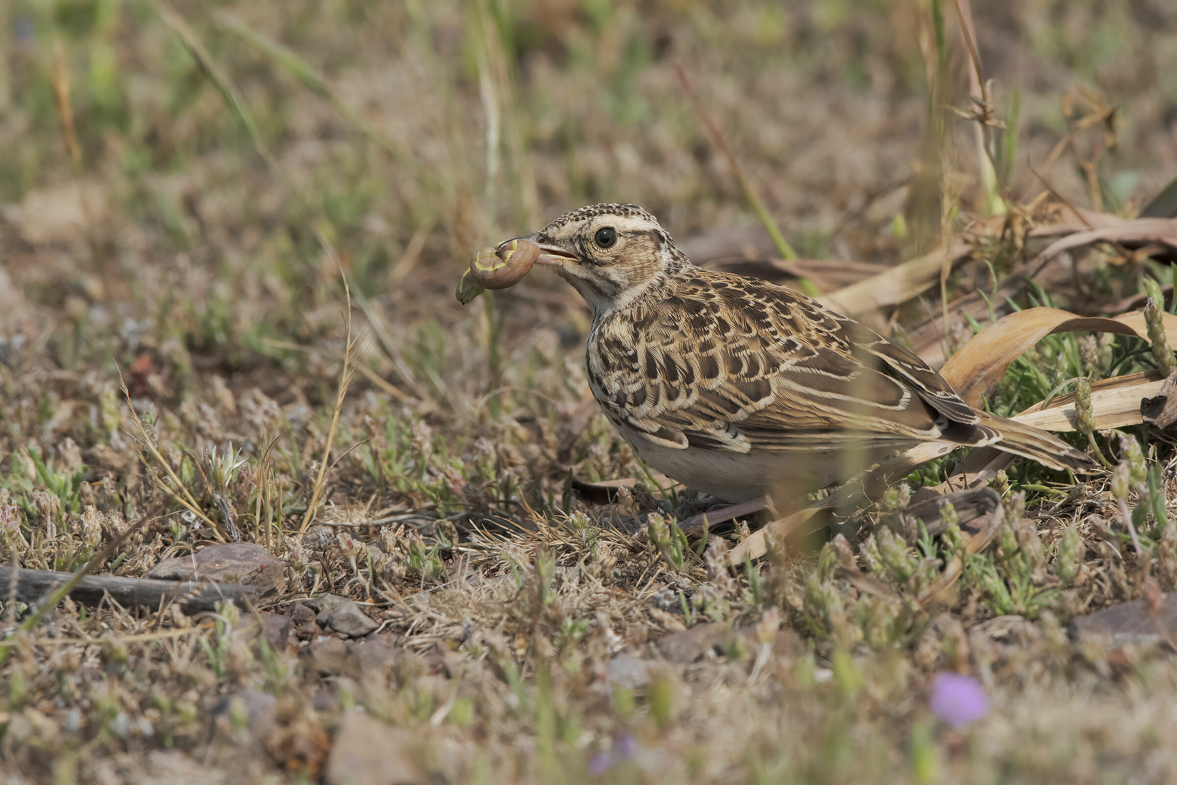 tottavilla juv. in predazione