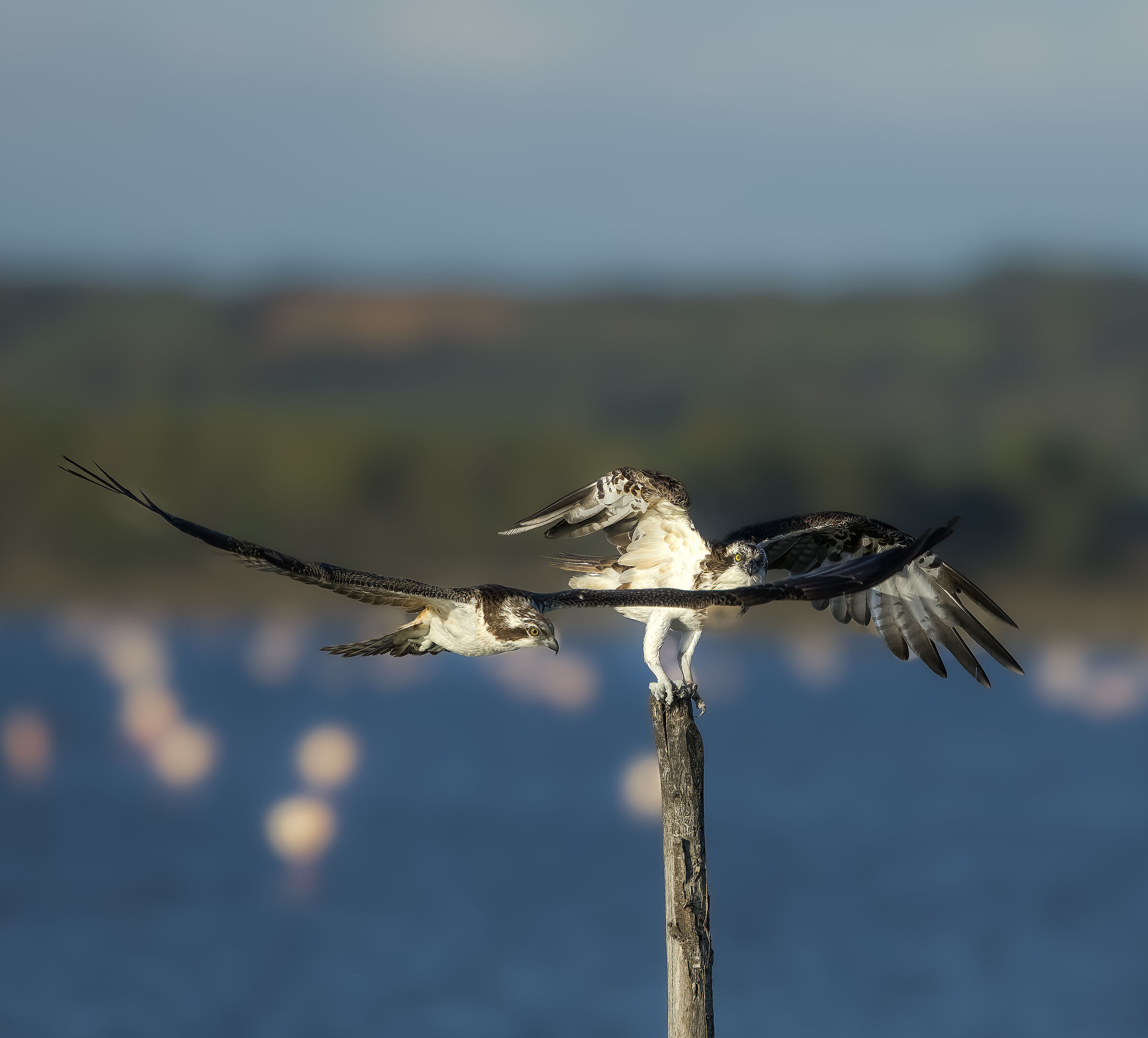 Two ospreys