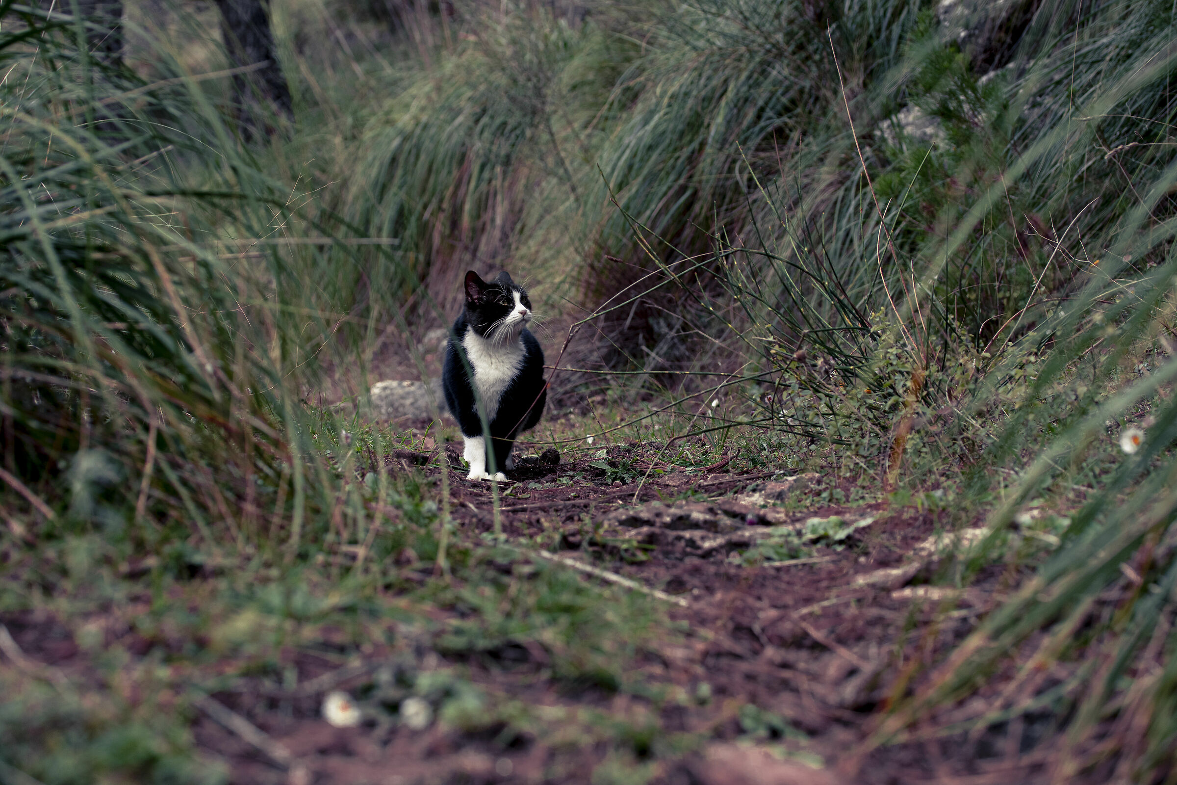 In company along the path