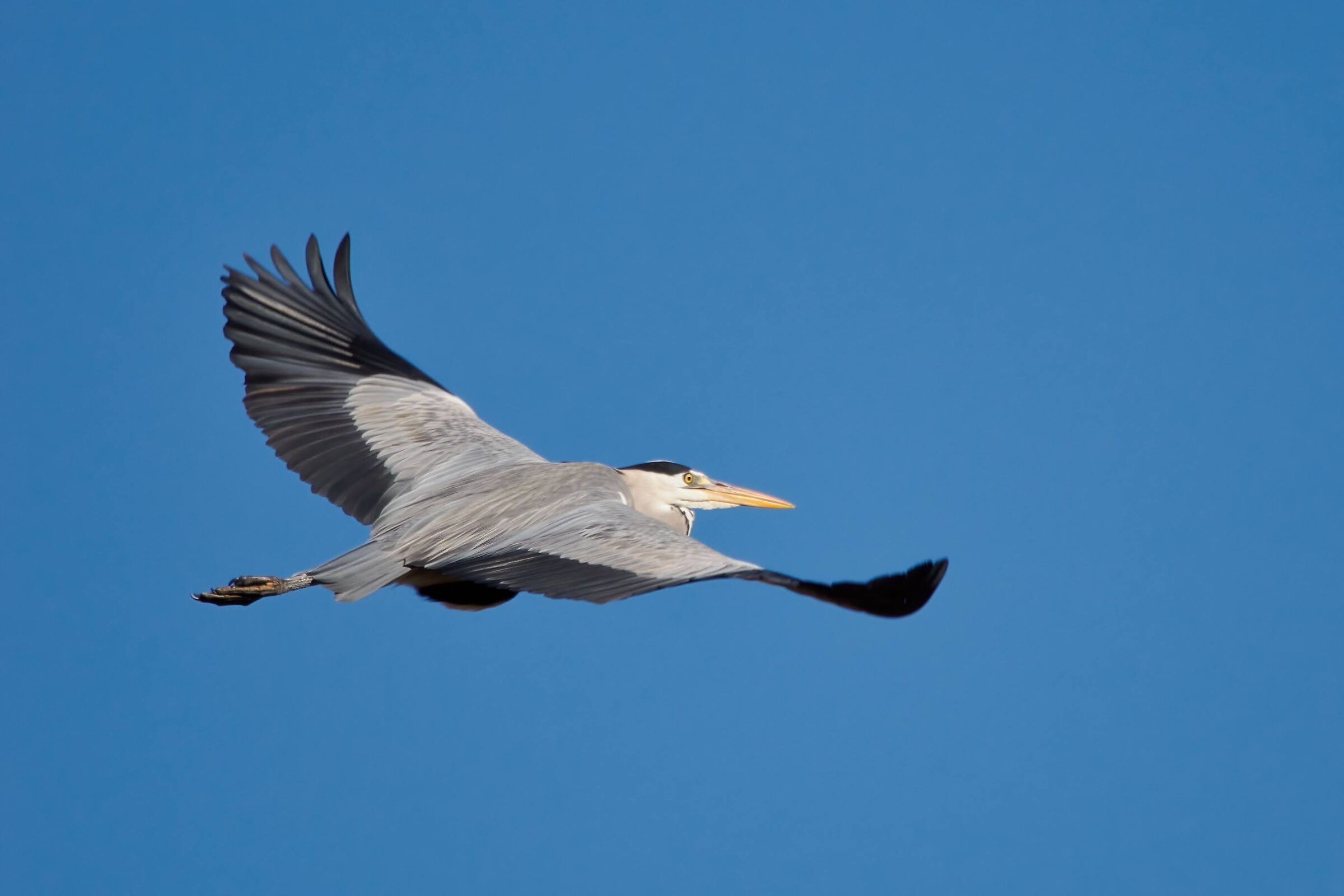 Airone Cenerino in volo