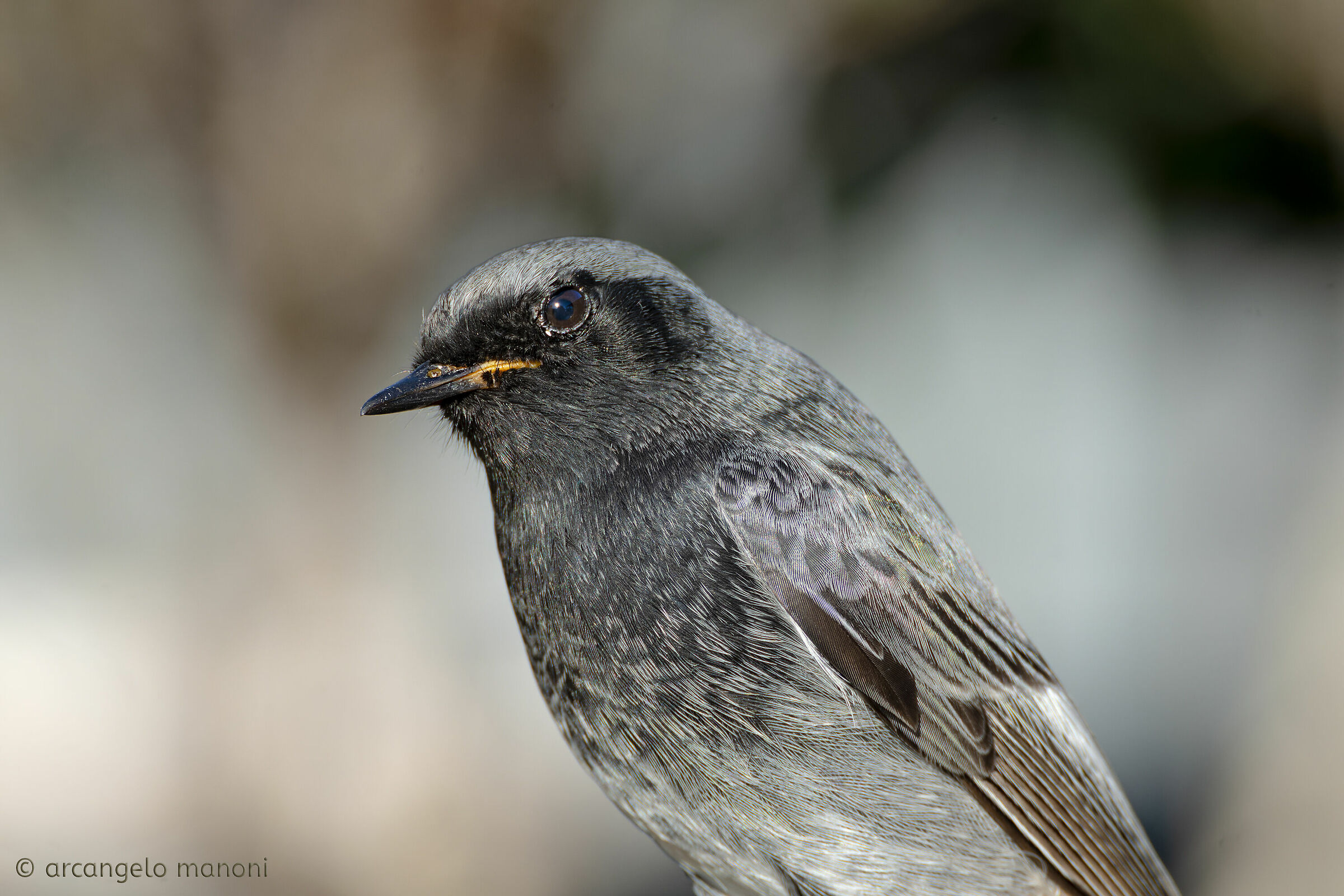 Piano americano al pettirosso spazzacamino