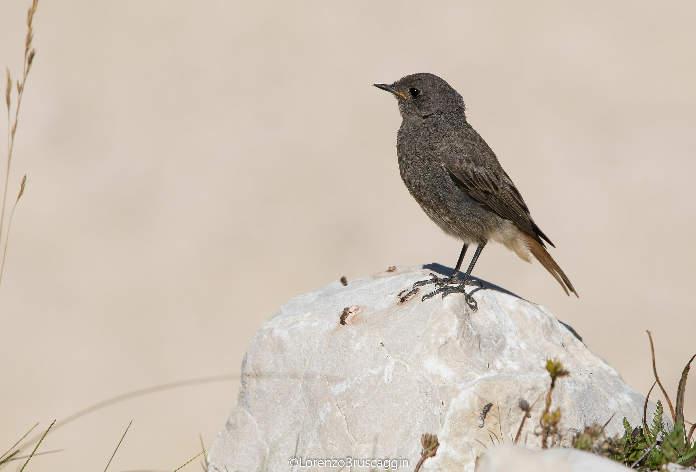 Codirosso spazzacamino