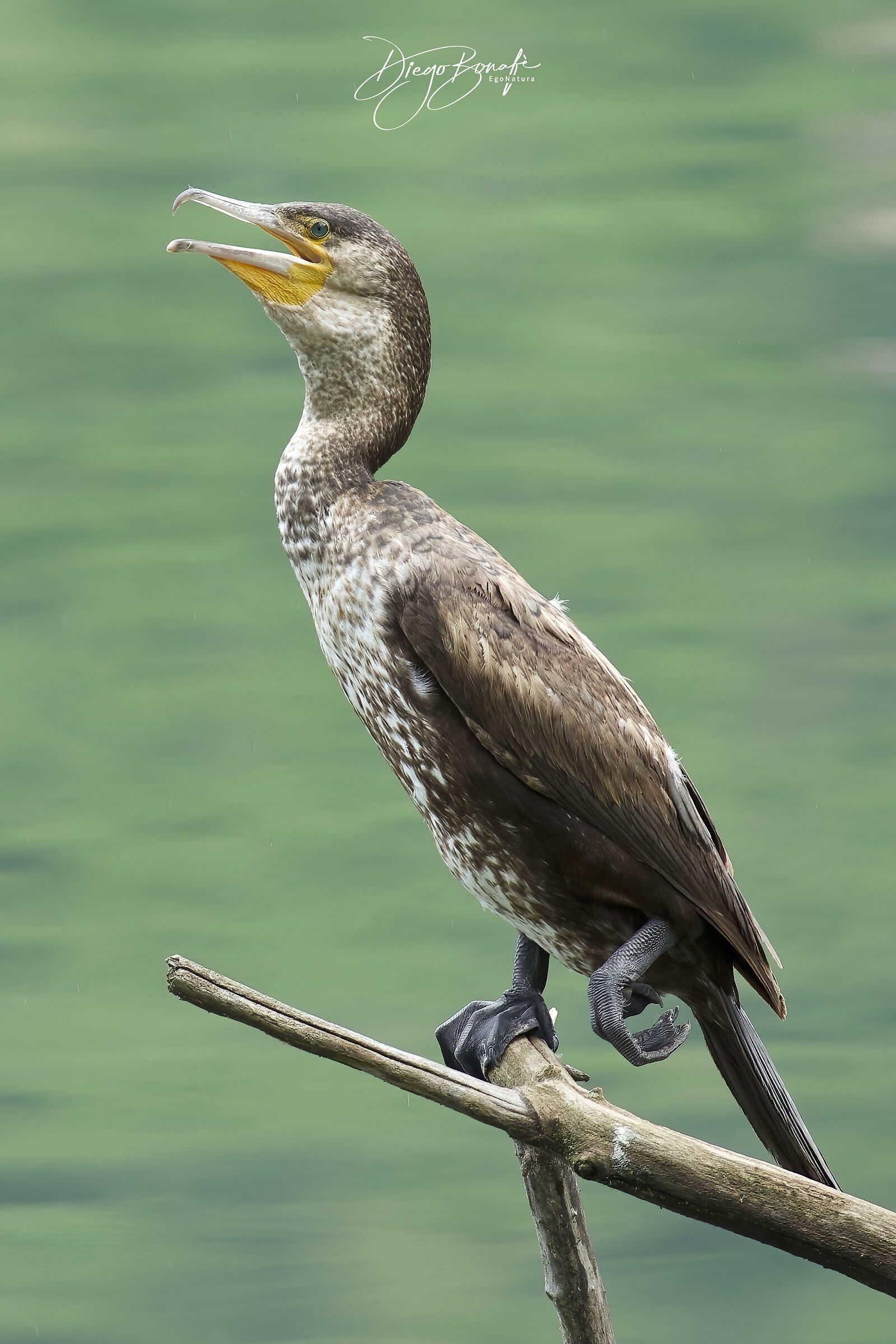 Cormorano juv.