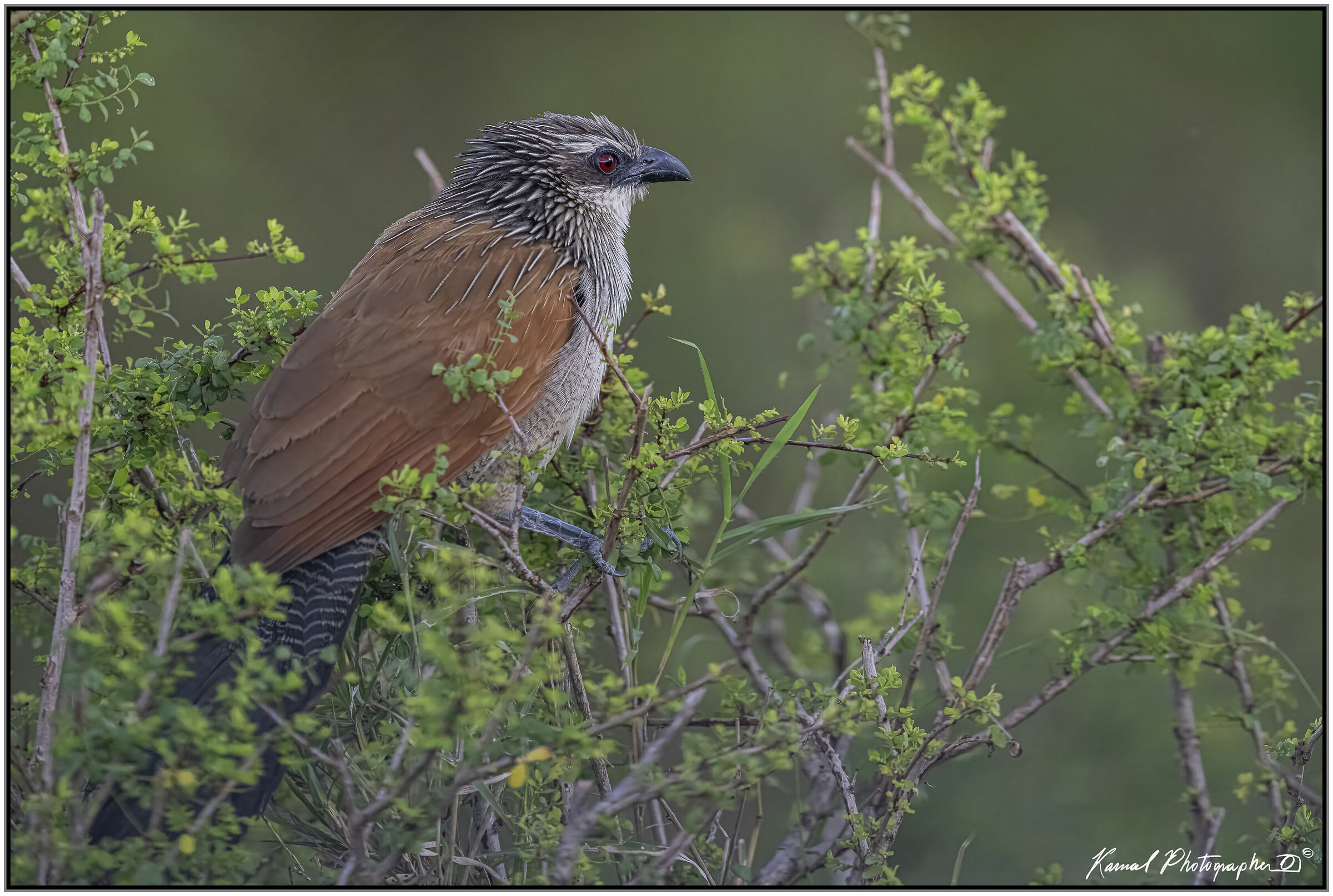 (White-browed coucal) (Centropus superciliosus)