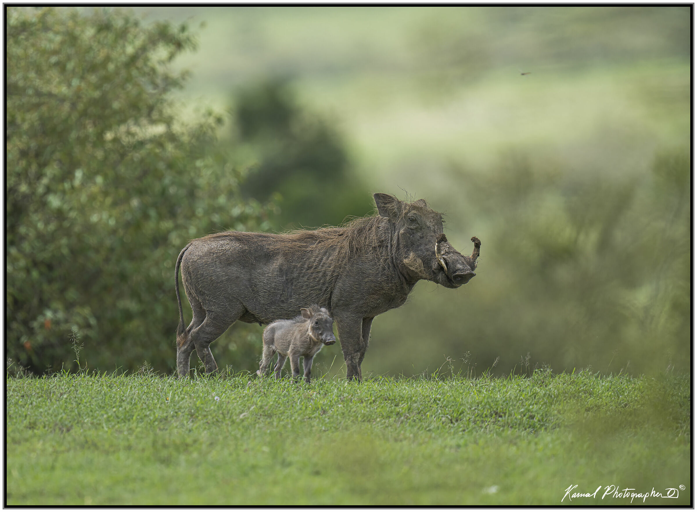Facocèro(Phacochoerus africanus)