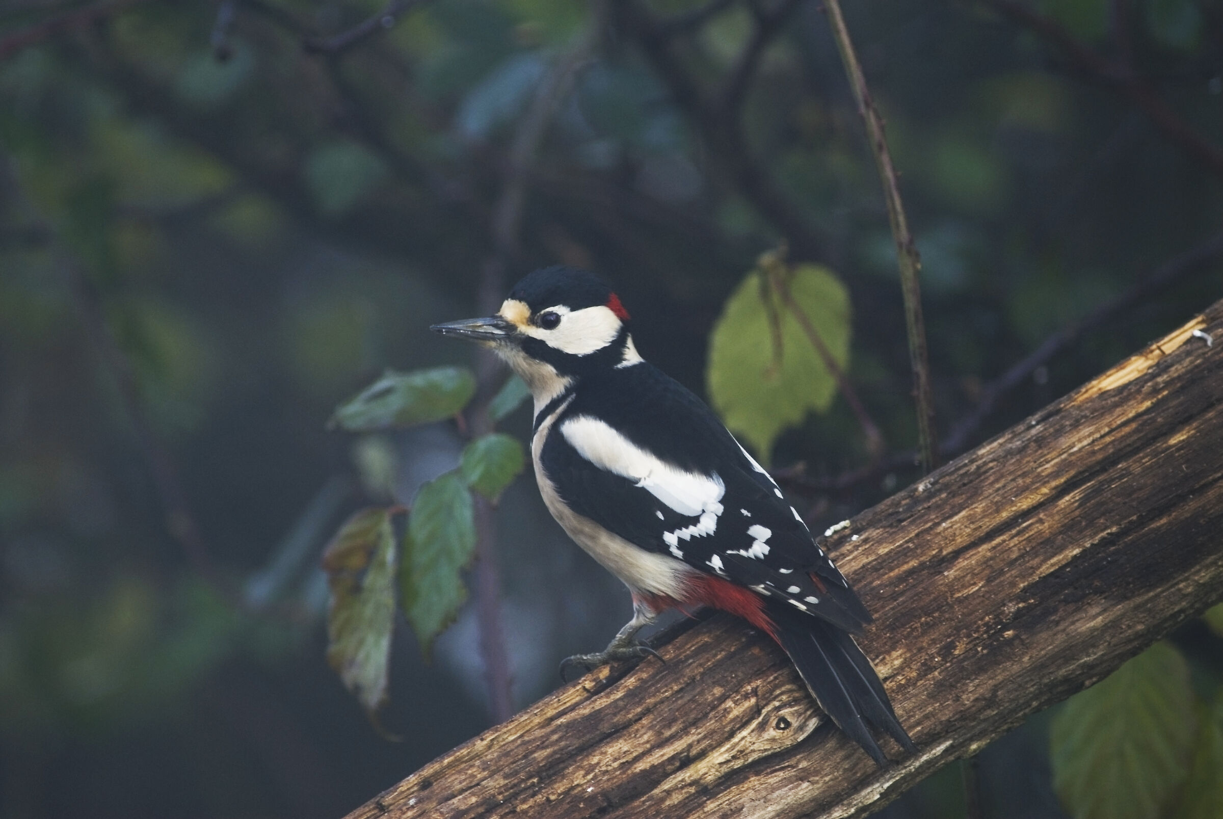 Woodpecker in the Mist