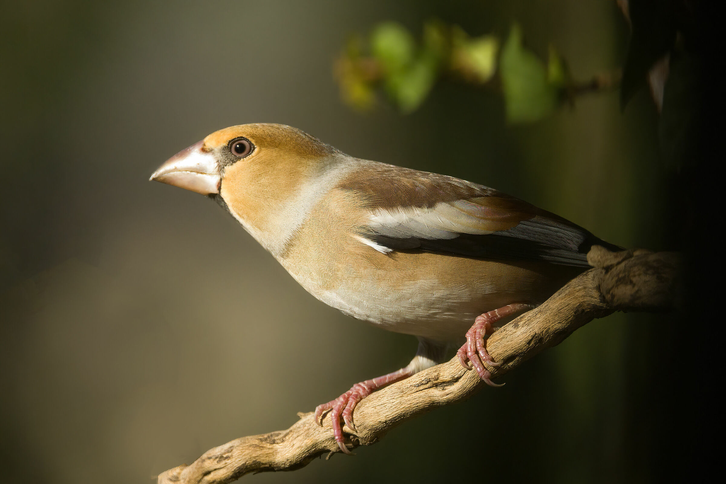 Hawfinch