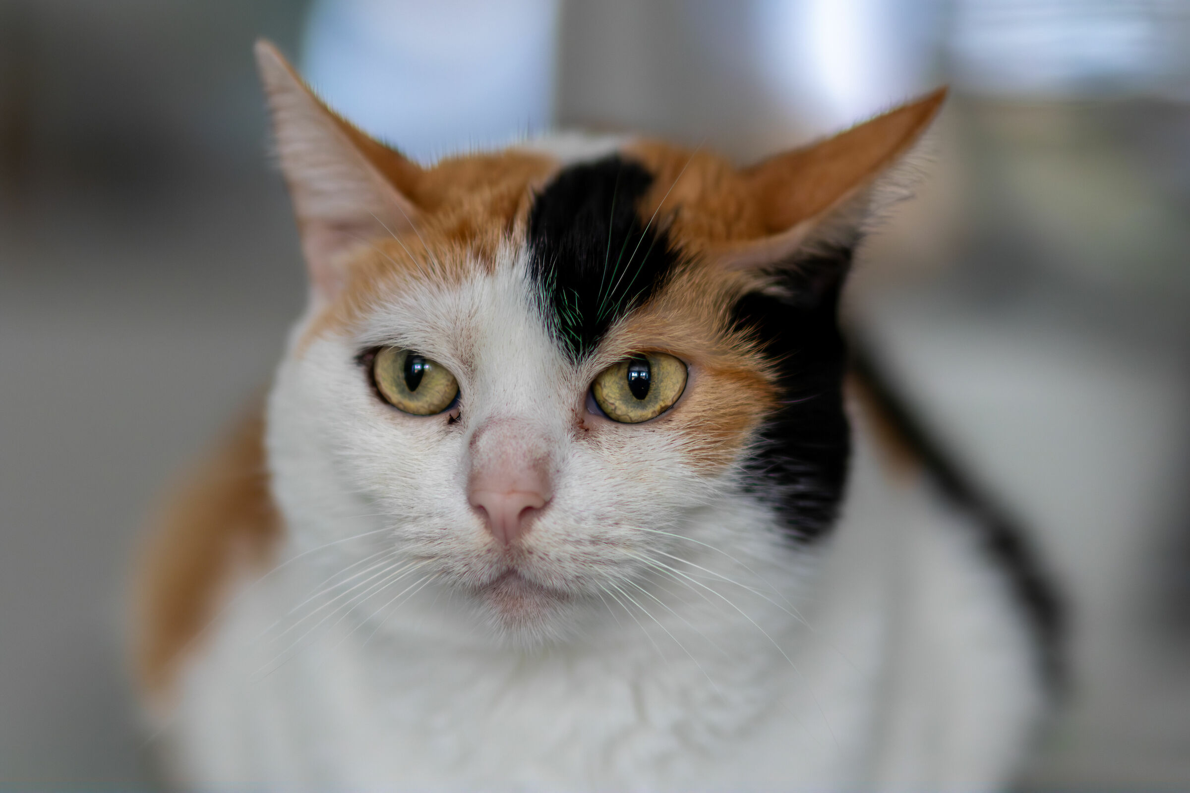 Merida, occhi di ghiaccio