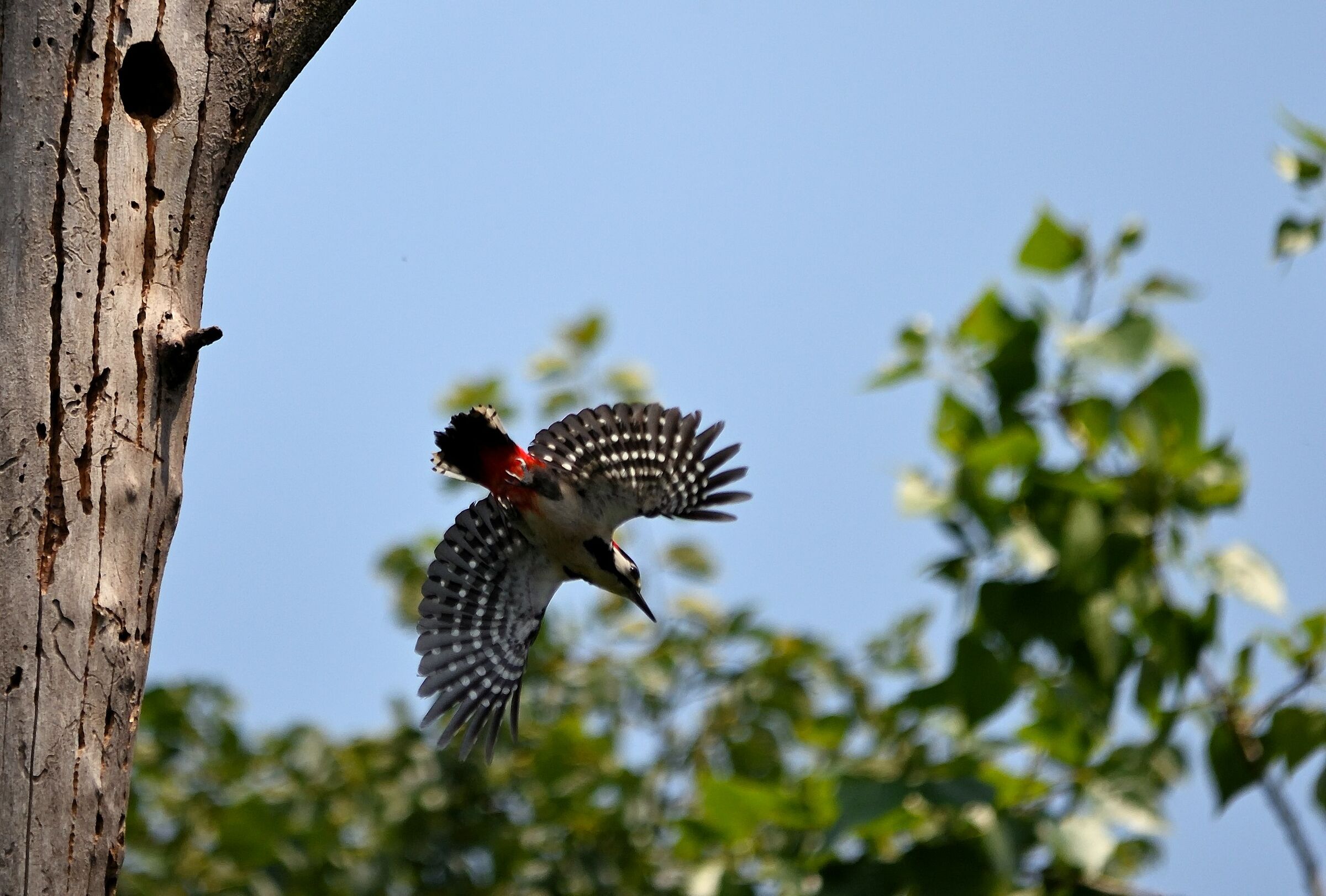 Fan (Great Spotted Woodpecker)