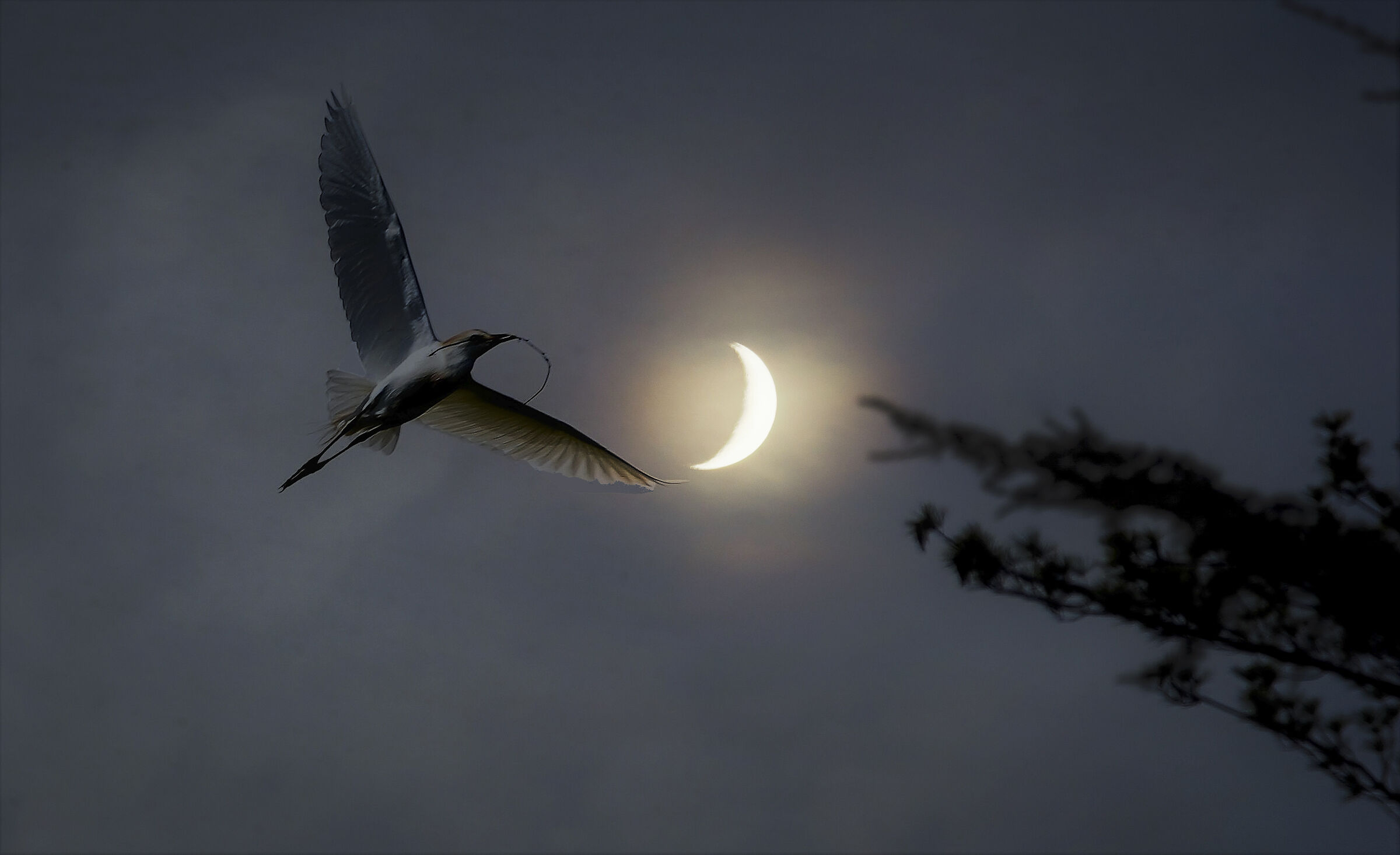 Moonlight (photomontage)