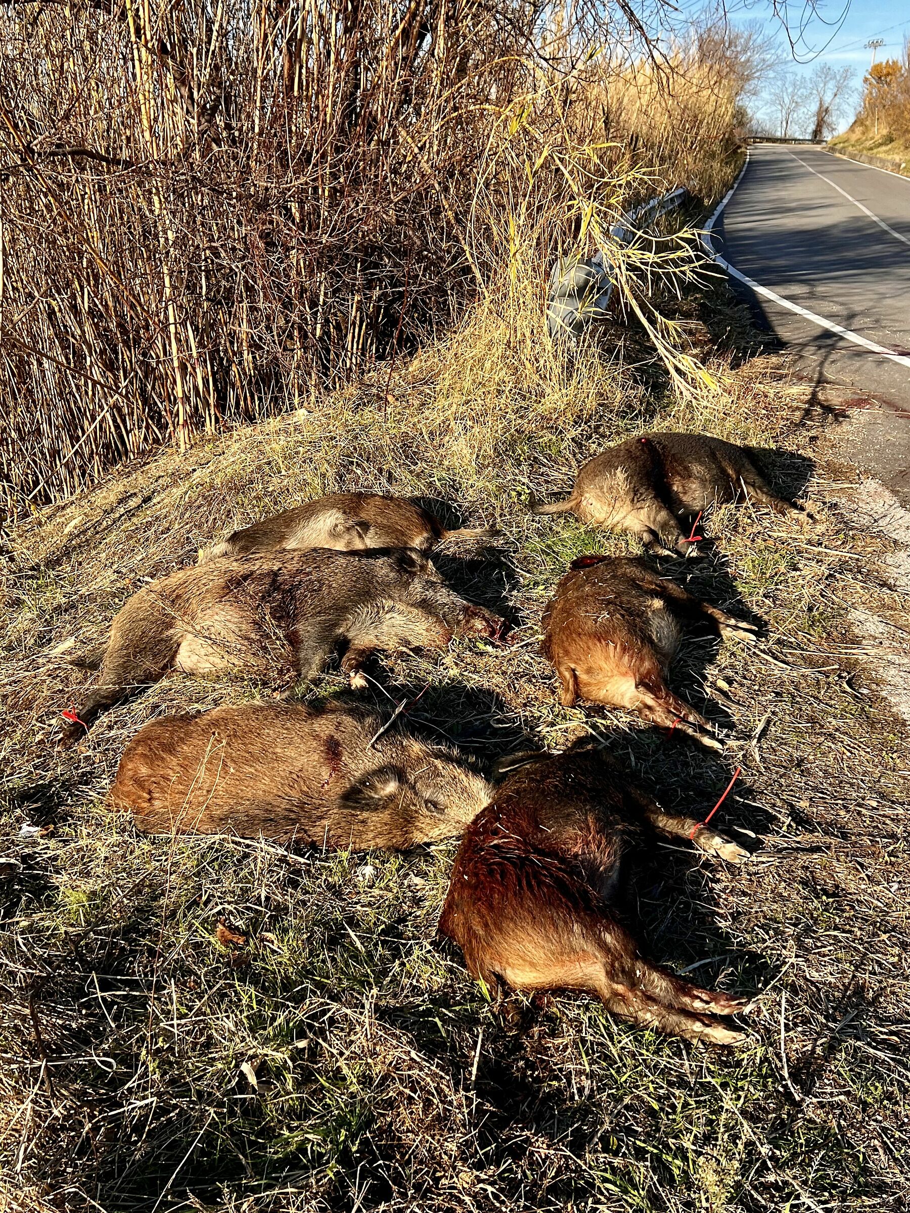 Ho fermato l'auto, non ci credevo!