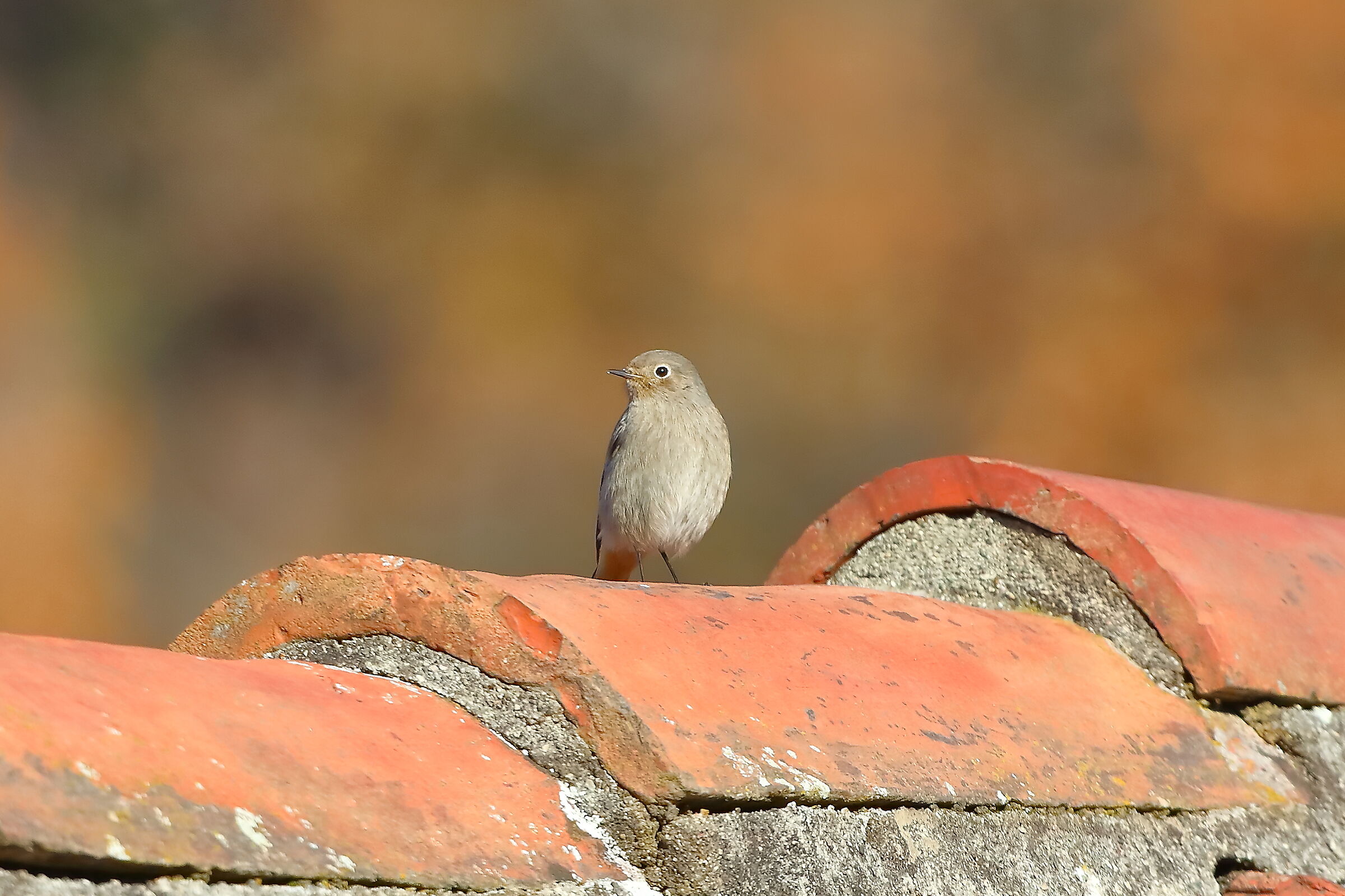 Redstart 19-12-2023