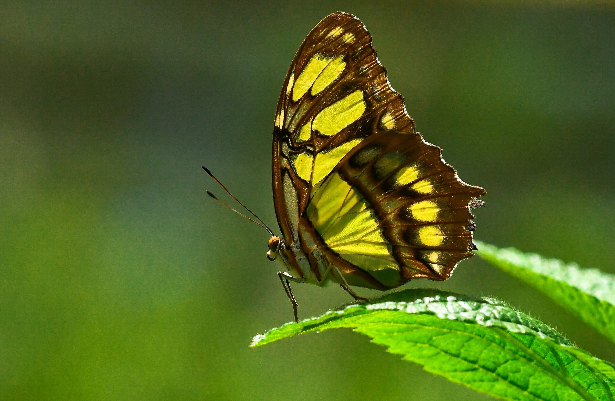 La farfalla verde malachite