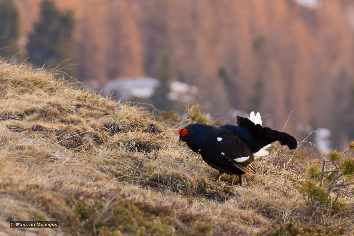 Parata di gallo forcello