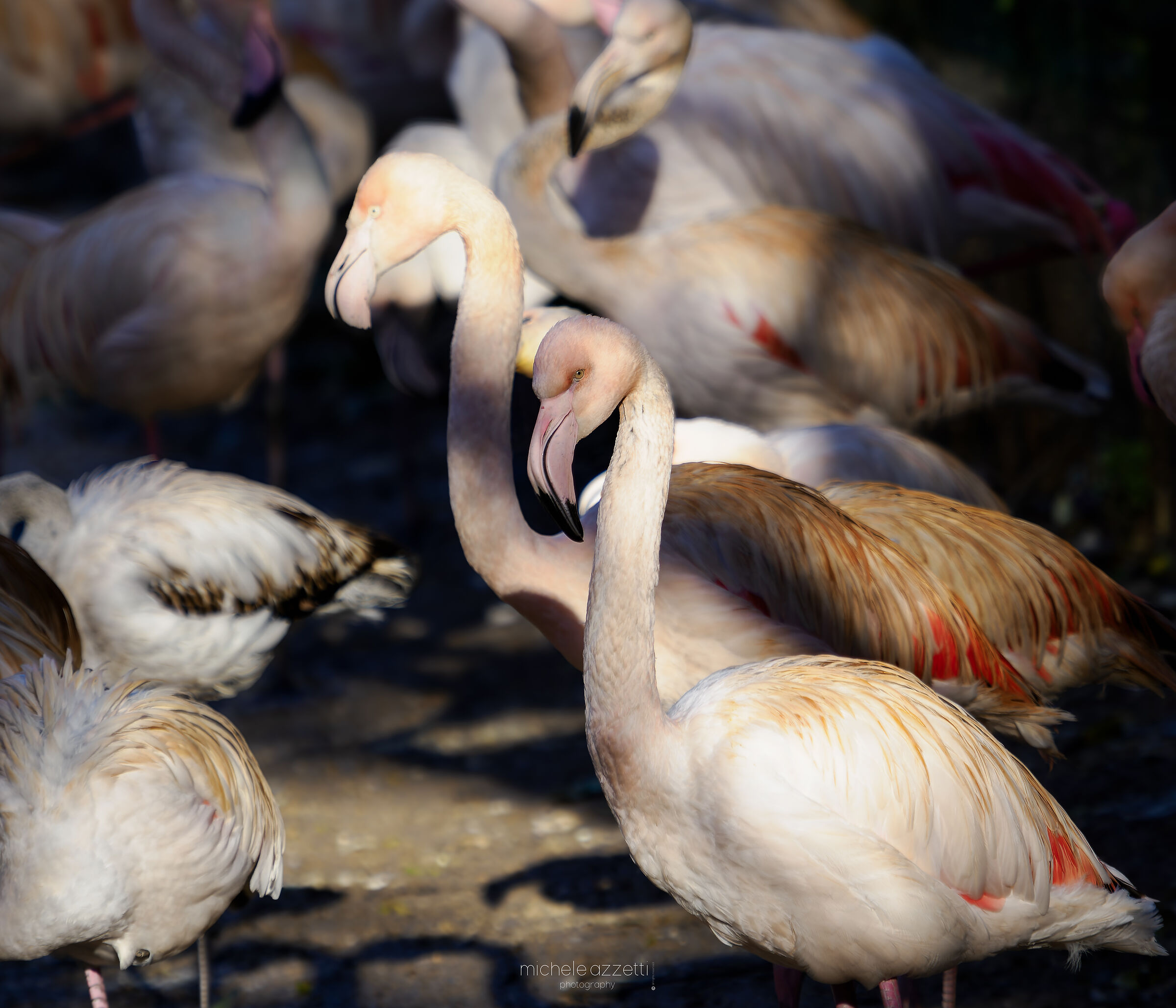 Flamingo