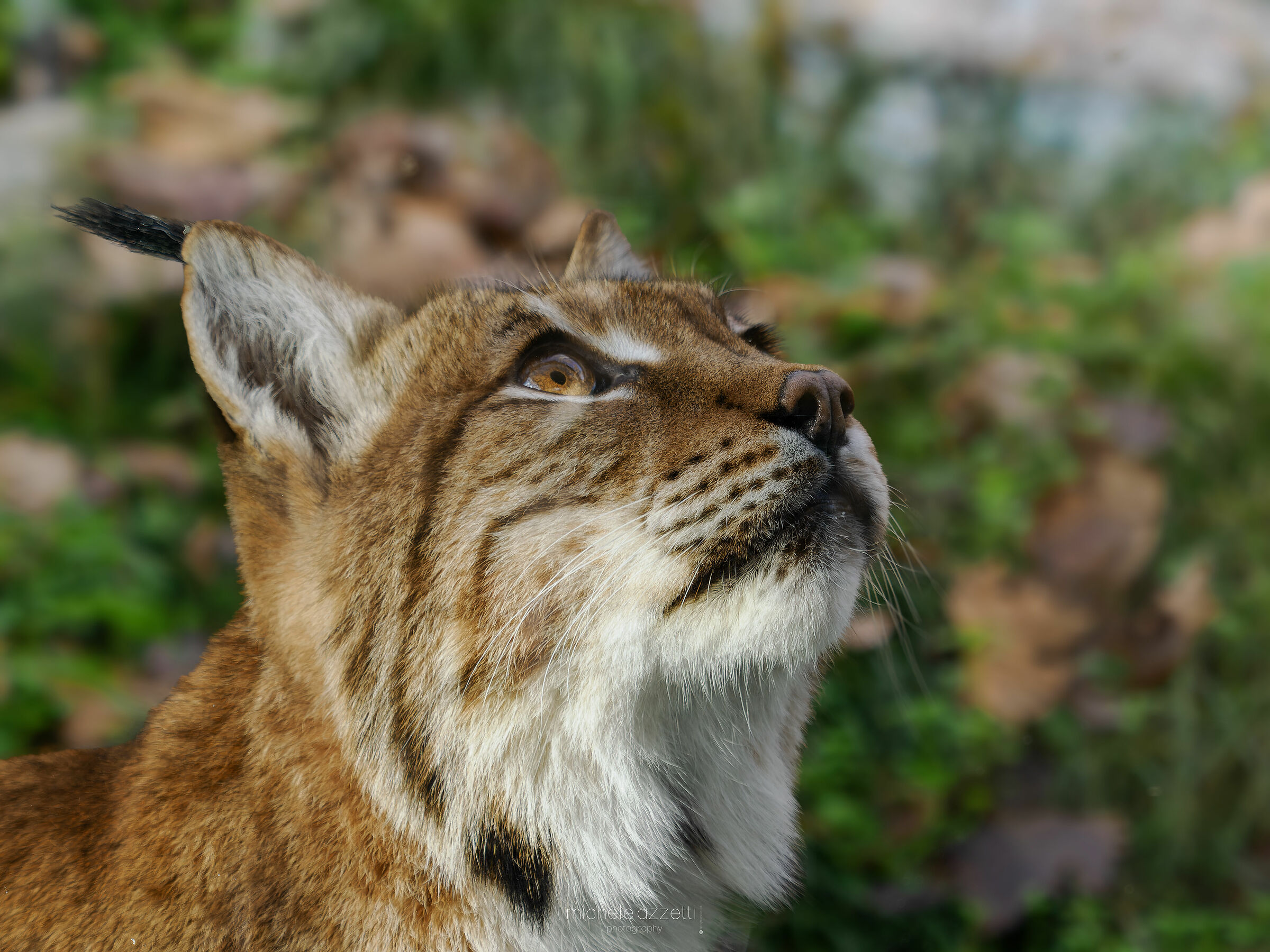 Lynx