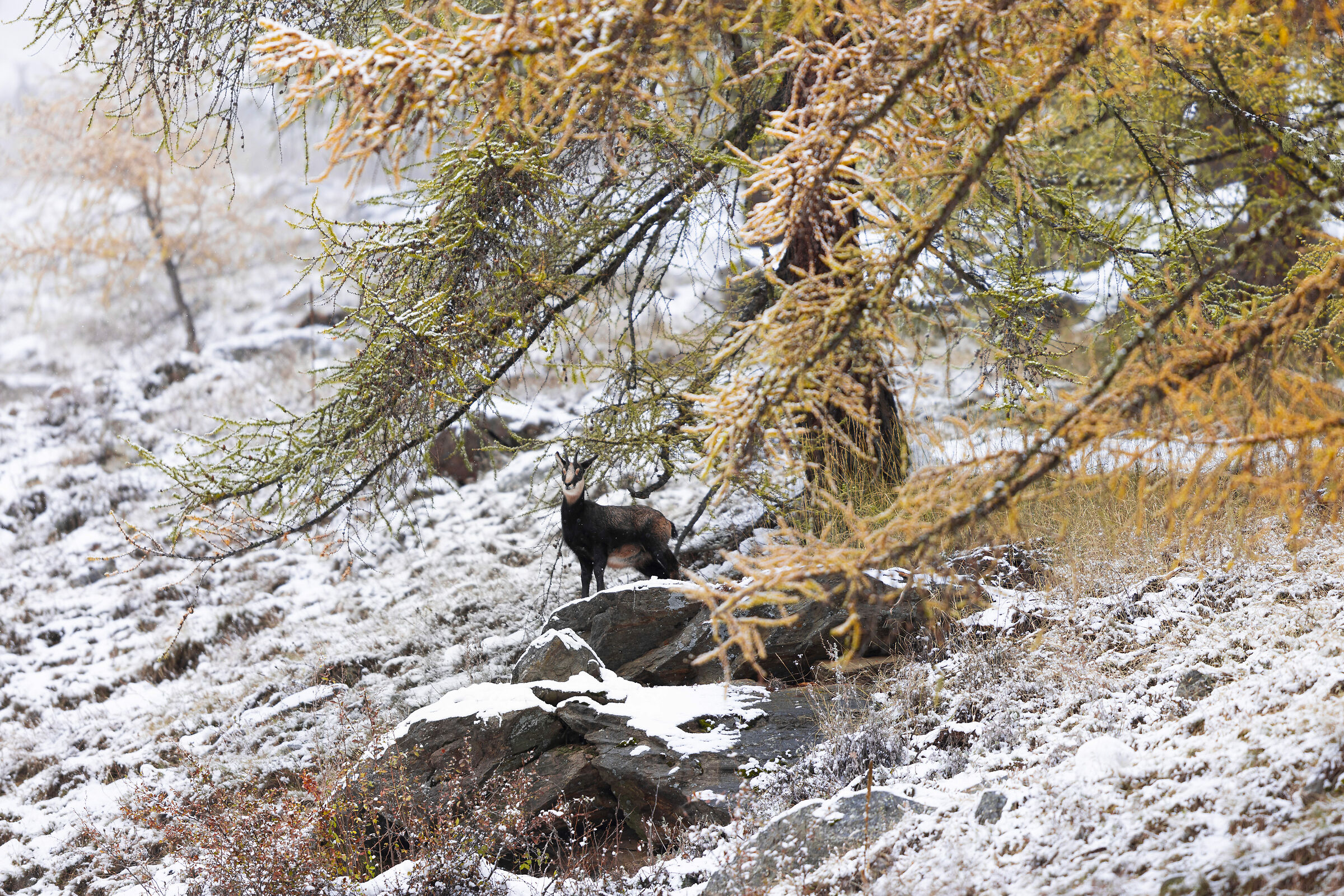 Chamois in the Gran Paradiso Park