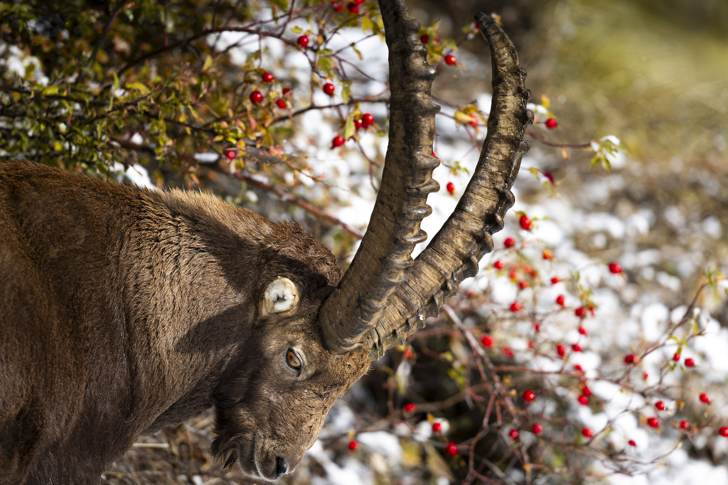 Ibex in Valnontey