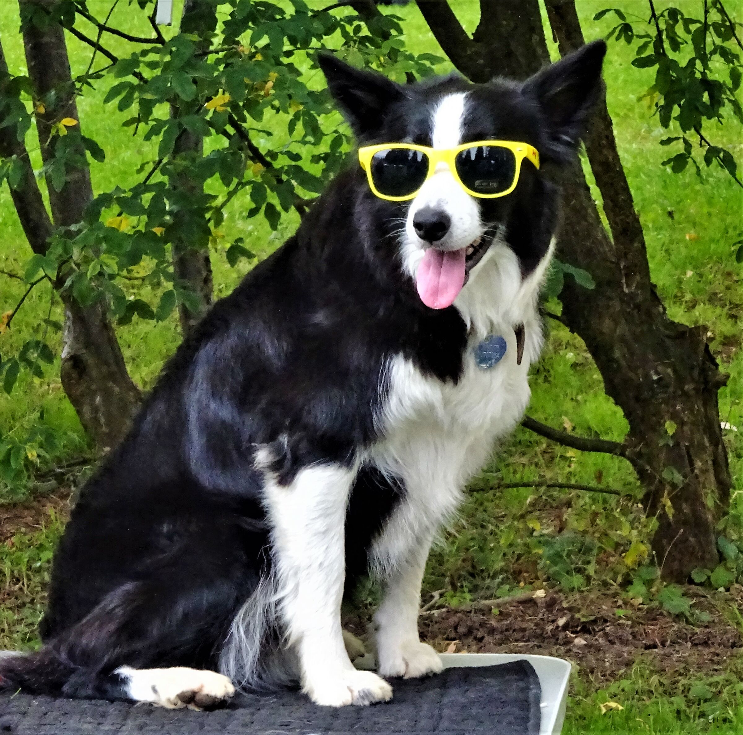Cagnolino esibionista