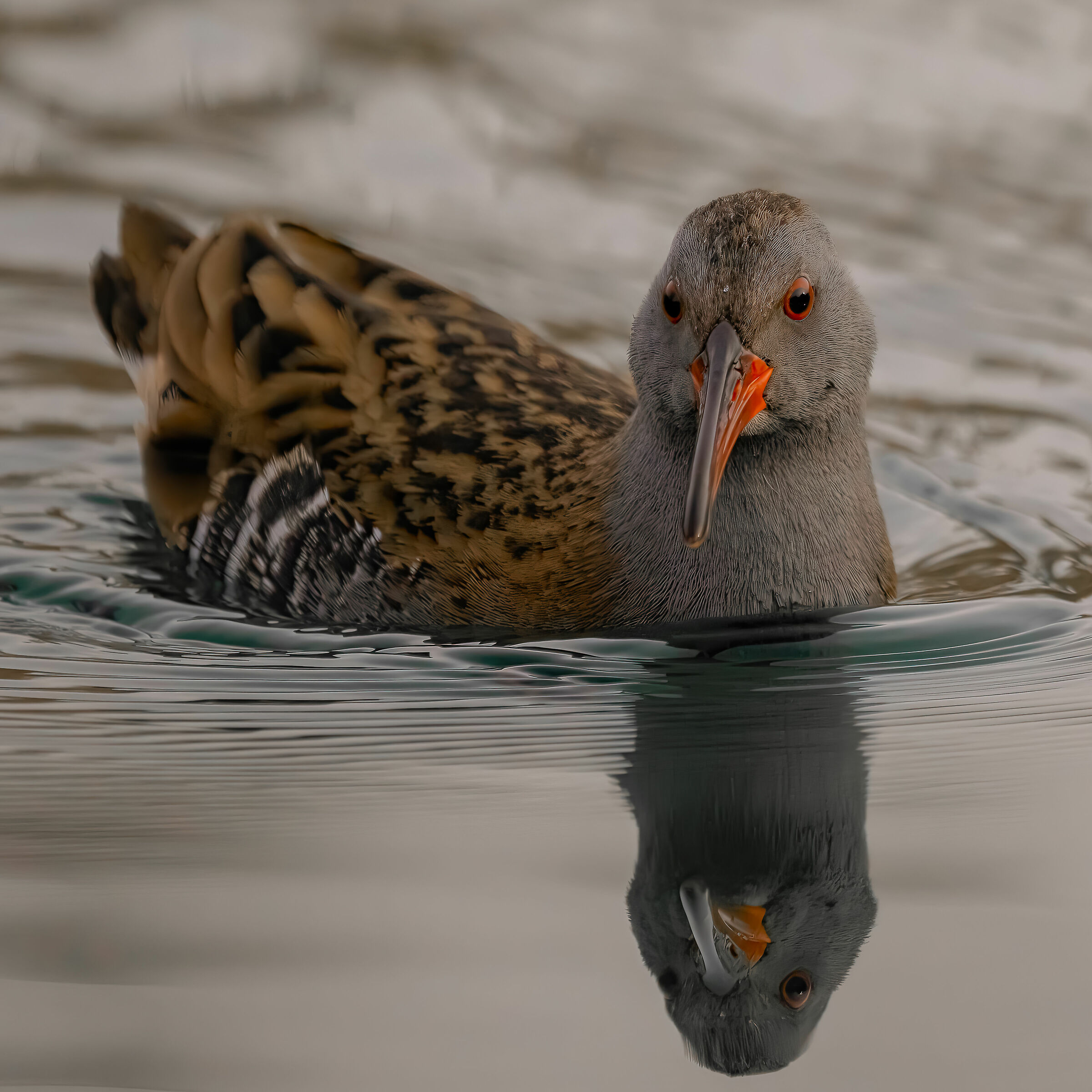water rail