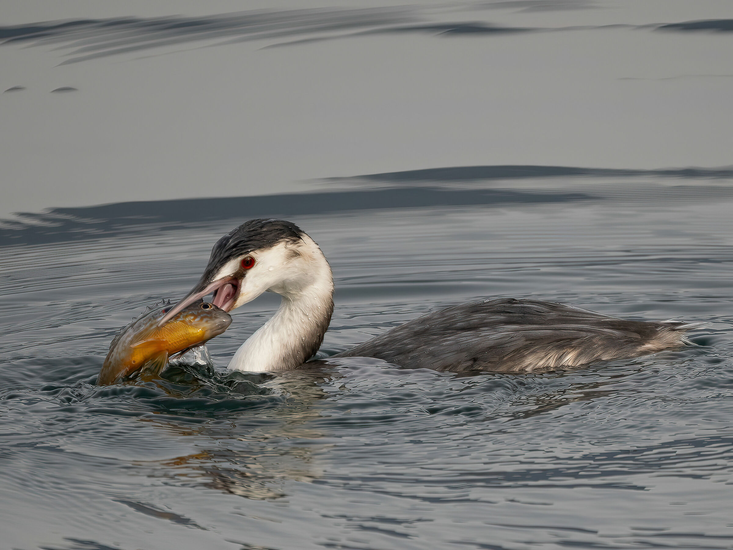 The Grebe and the Royal Perch