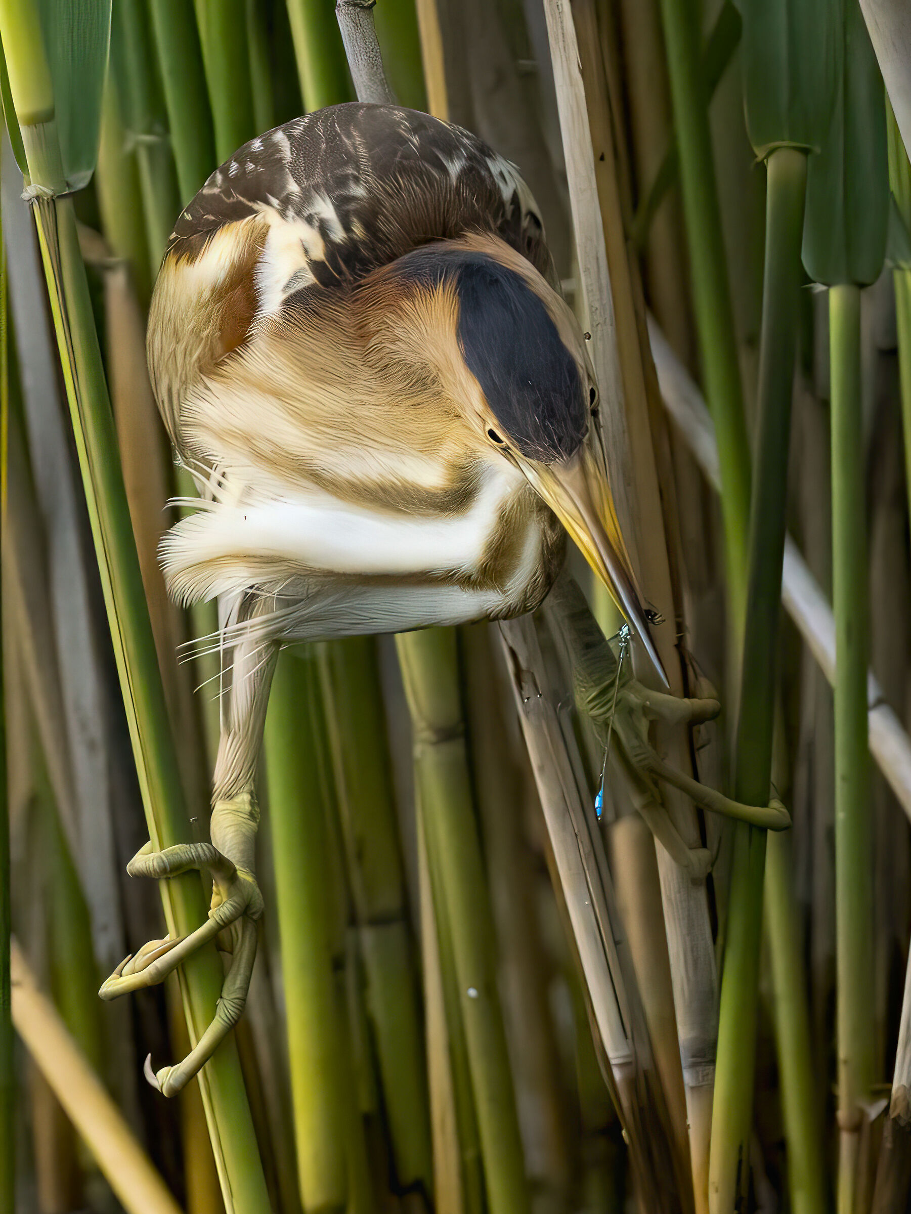 Bittern with dragonfly