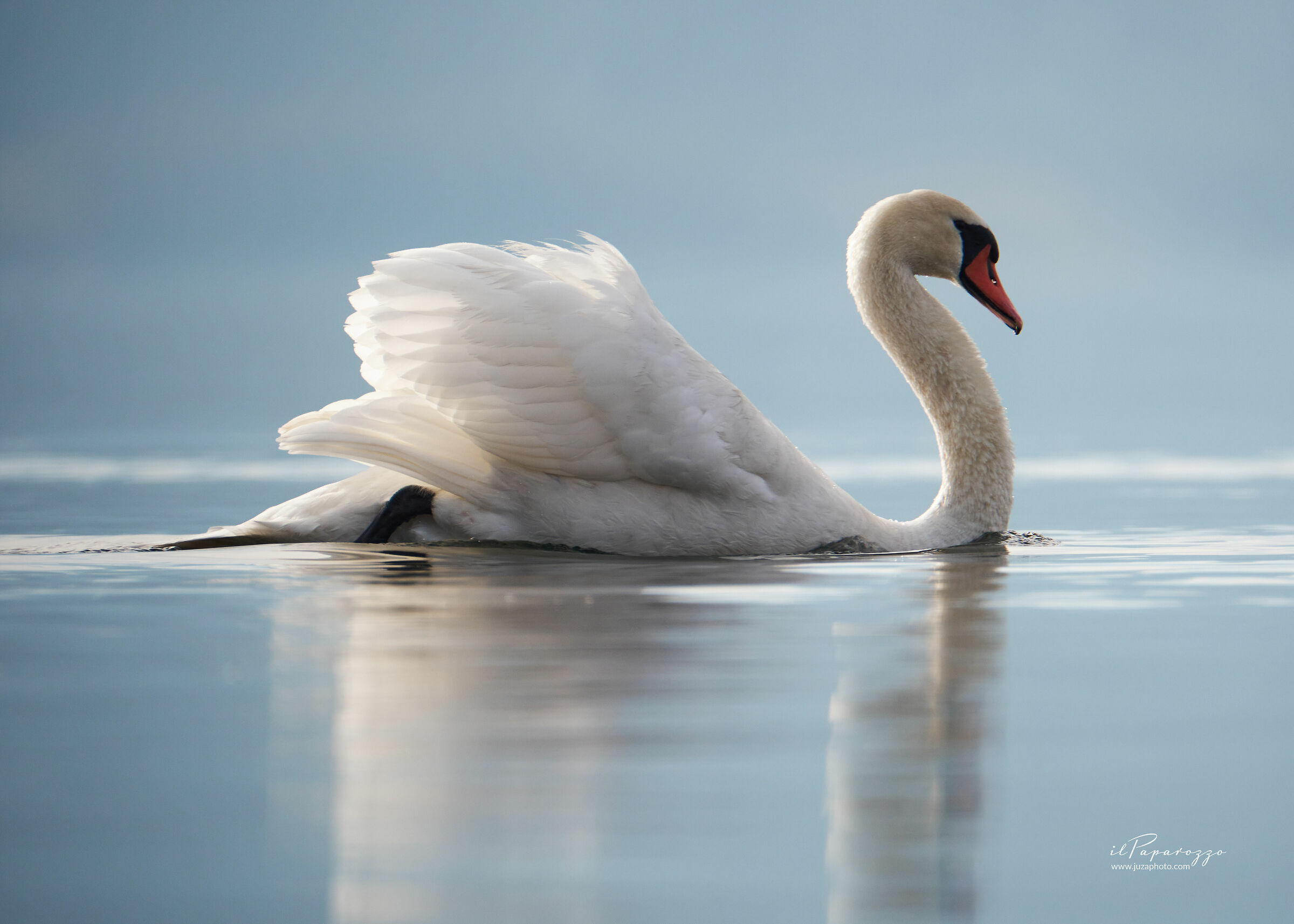 White Swan