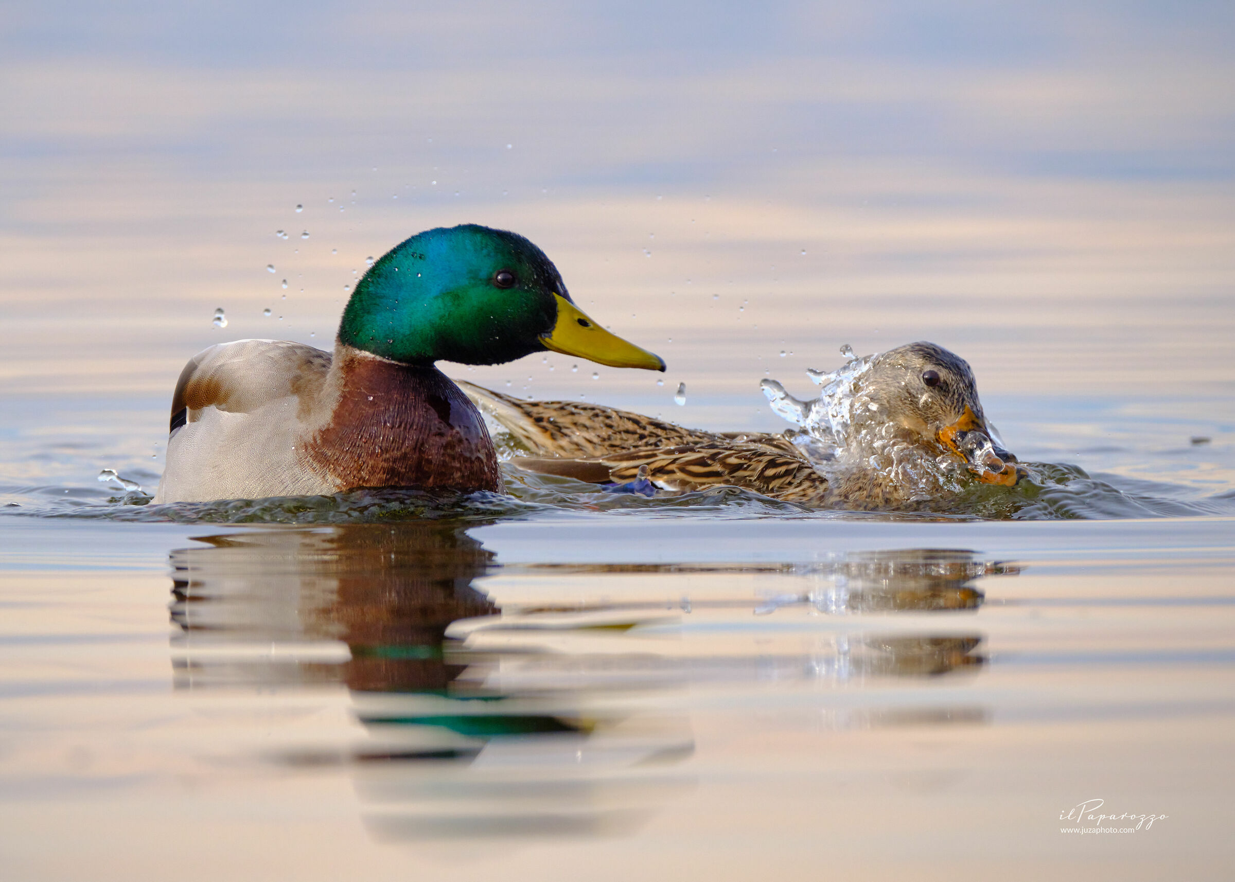 Mallard